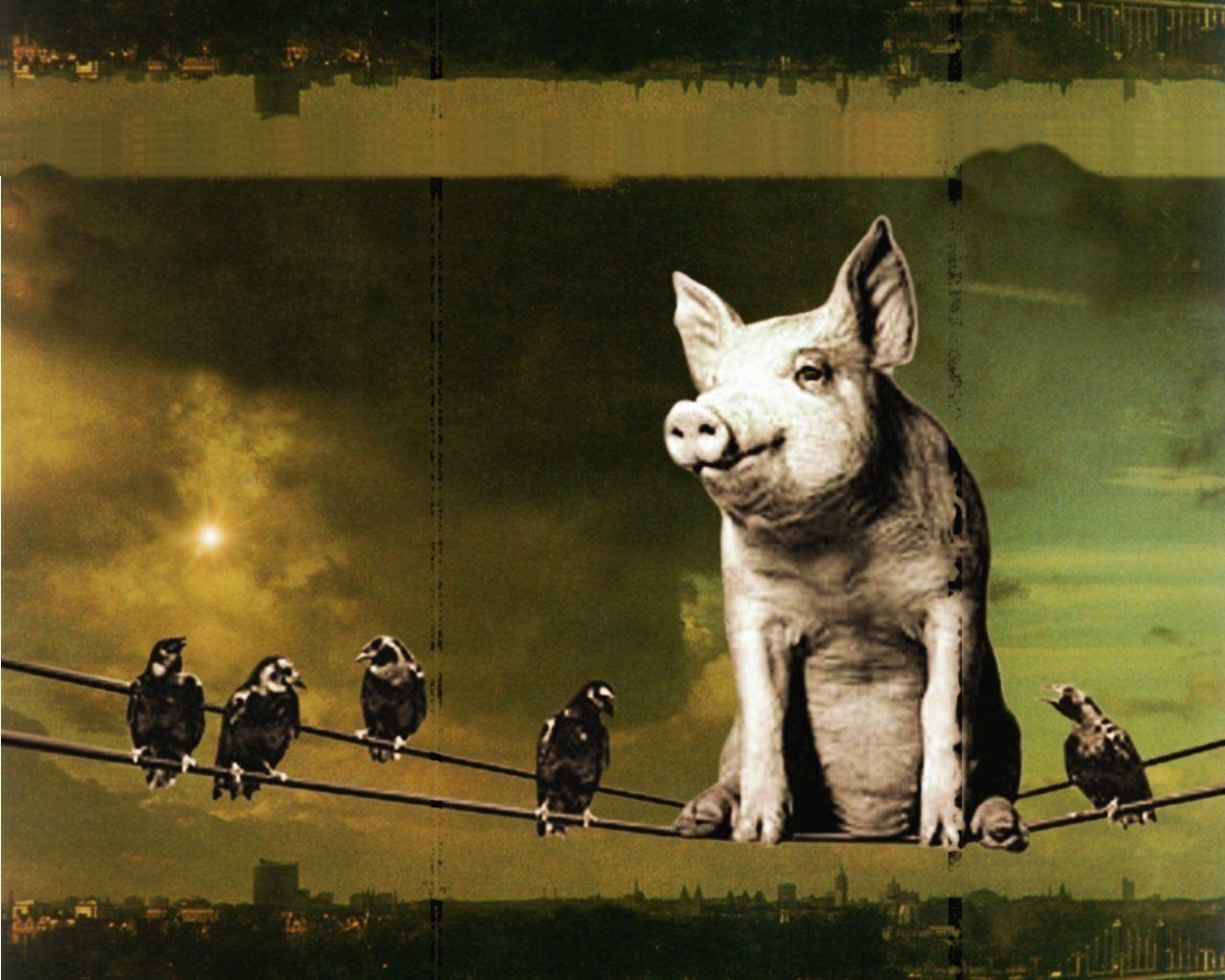 Pink Floyd Animals Wallpapers