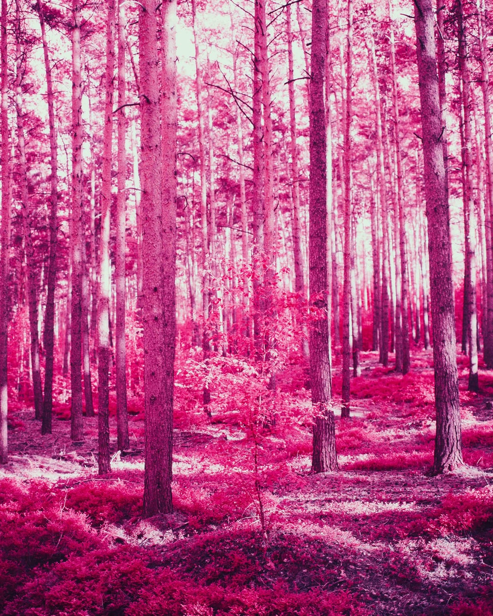 Pink Forest Wallpapers