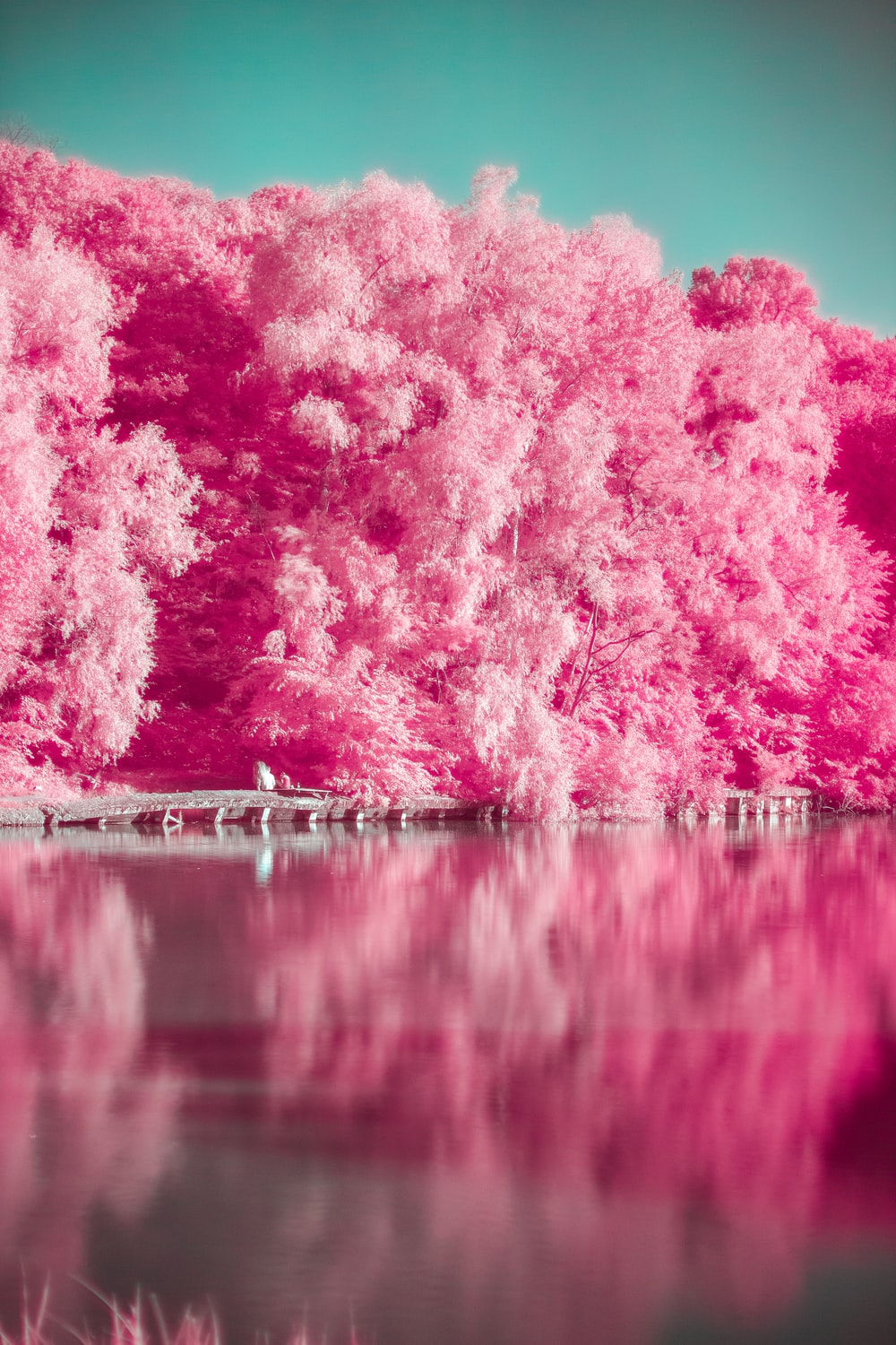 Pink Forest Wallpapers