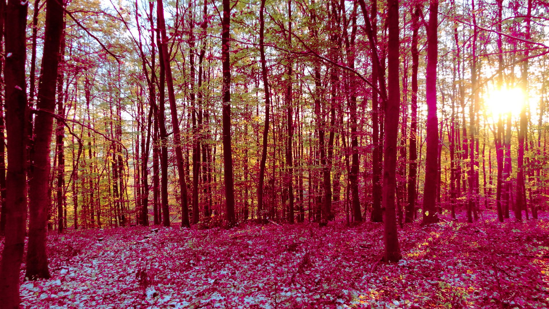 Pink Forest Wallpapers