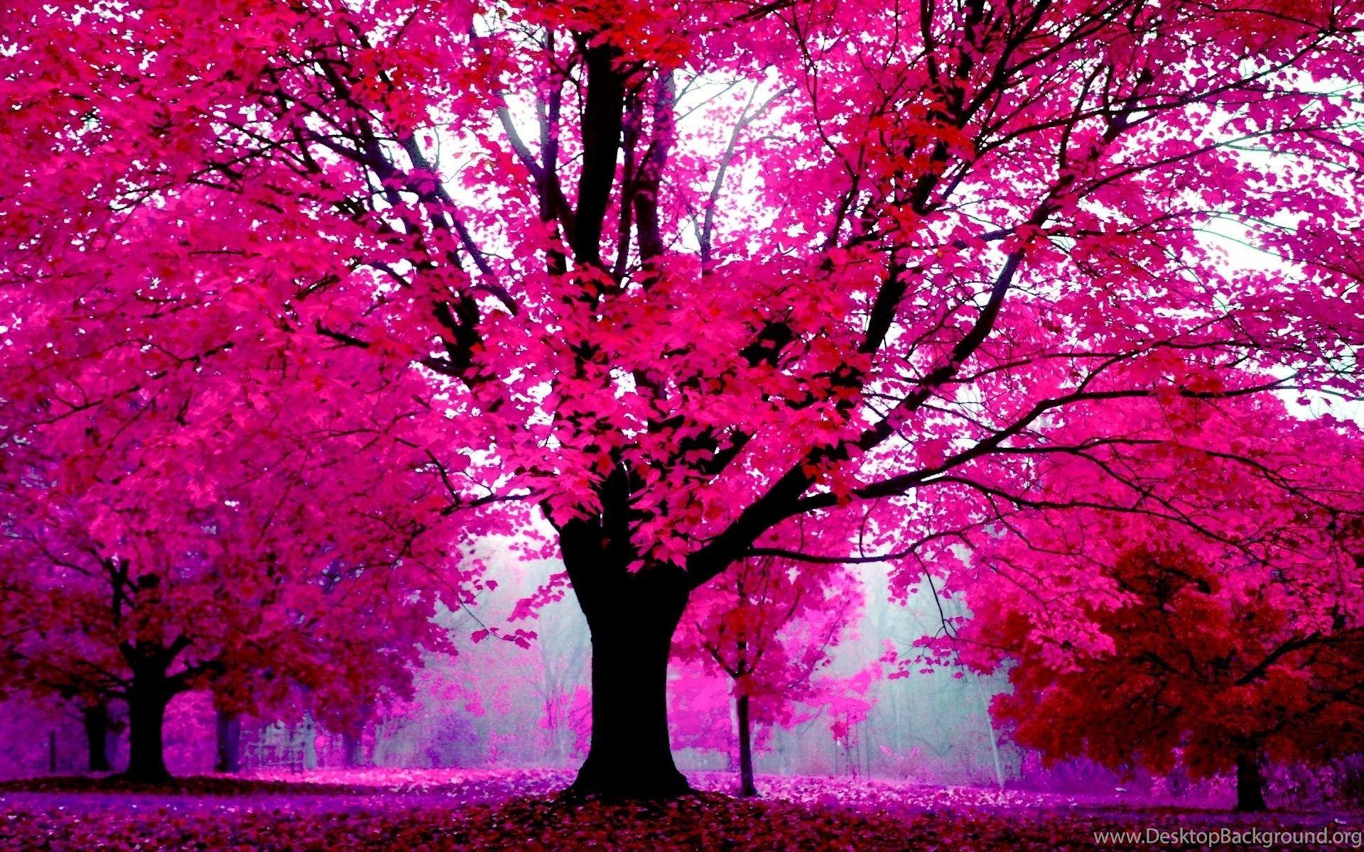 Pink Forest Wallpapers