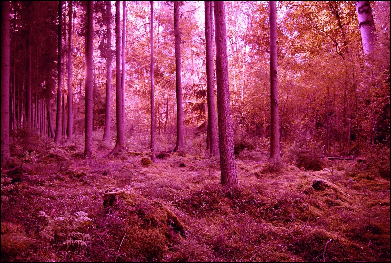 Pink Forest Wallpapers