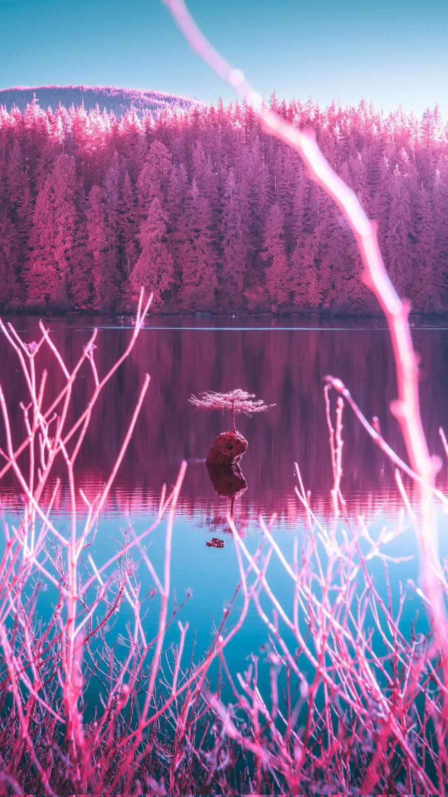 Pink Forest Wallpapers