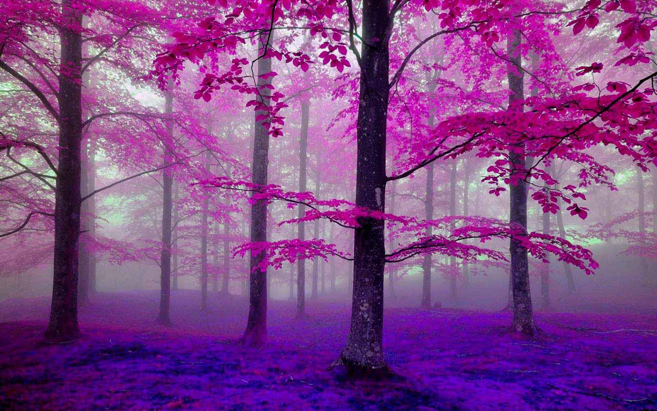 Pink Forest Wallpapers