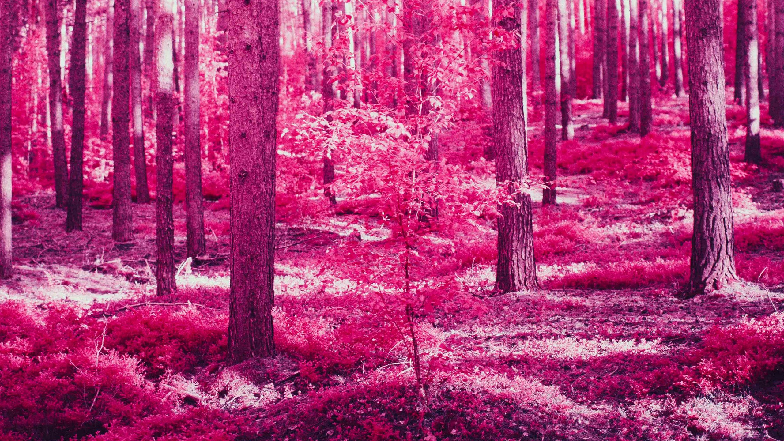 Pink Forest Wallpapers