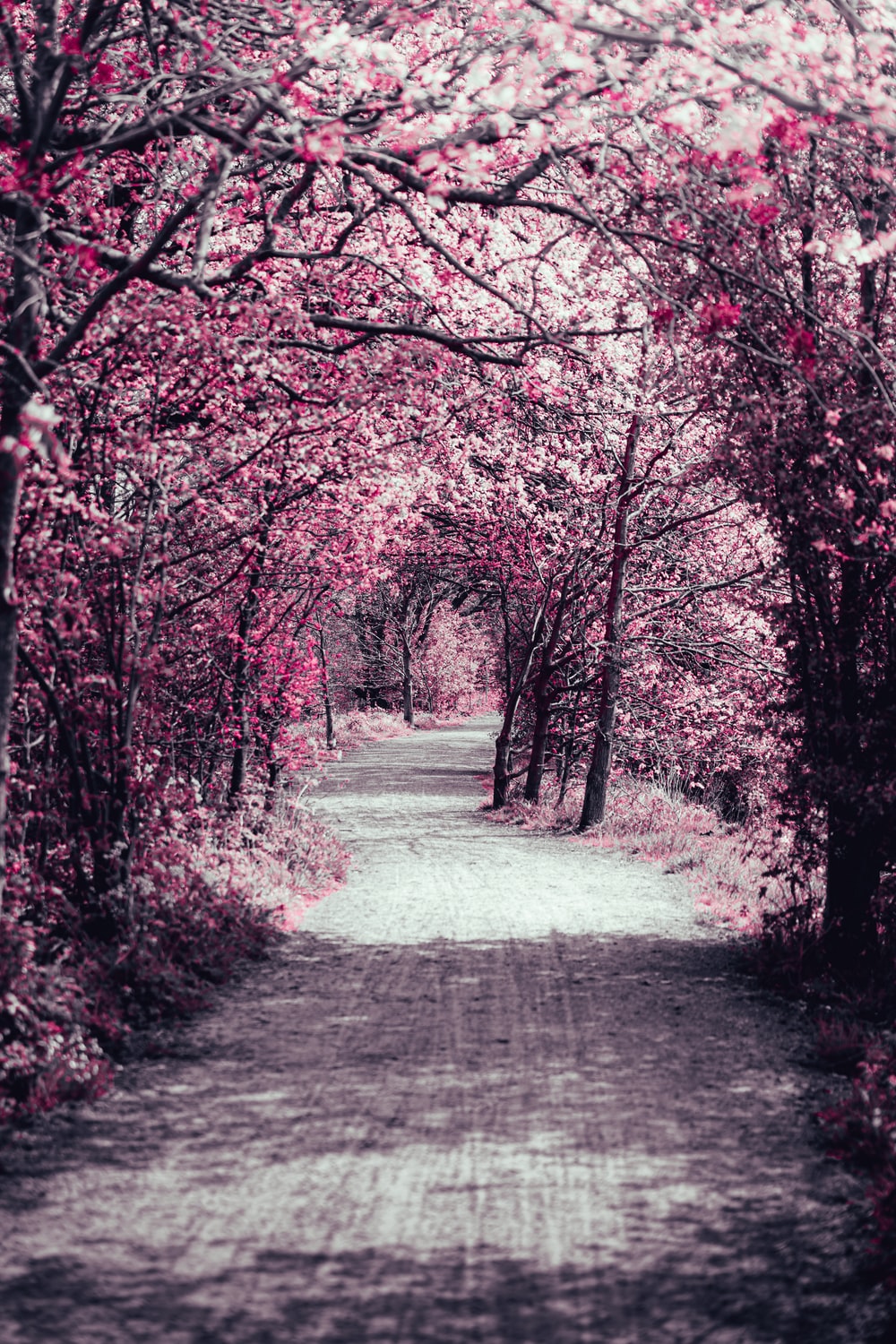 Pink Forest Wallpapers