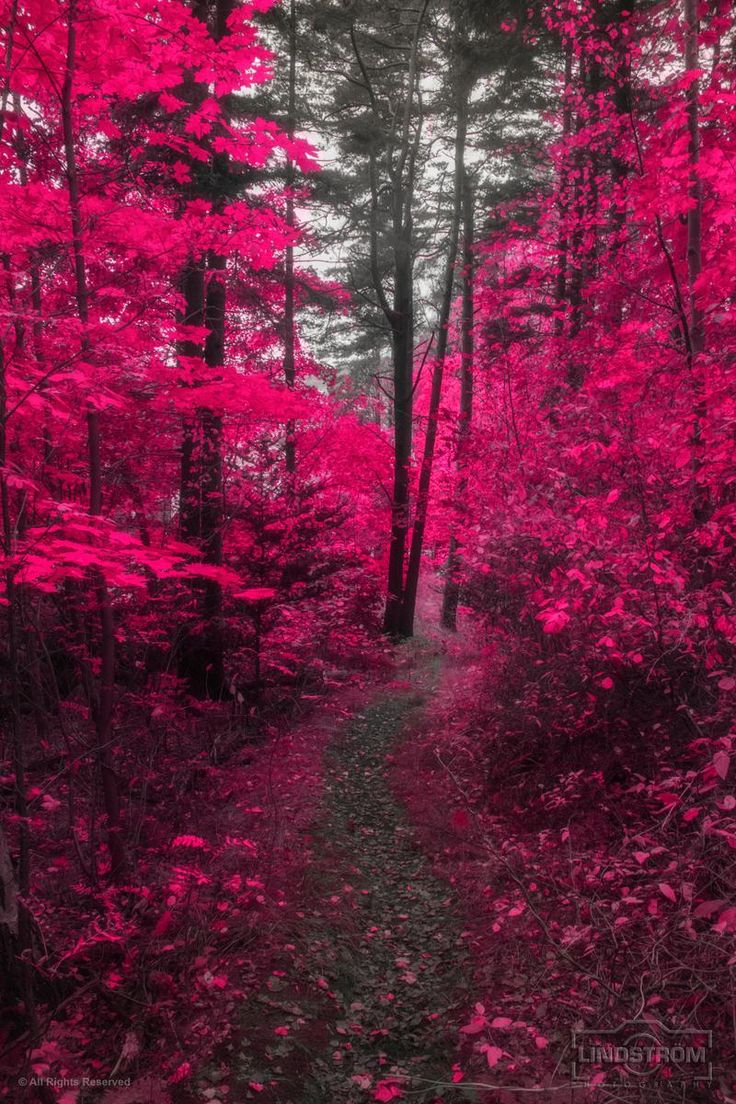 Pink Forest Wallpapers