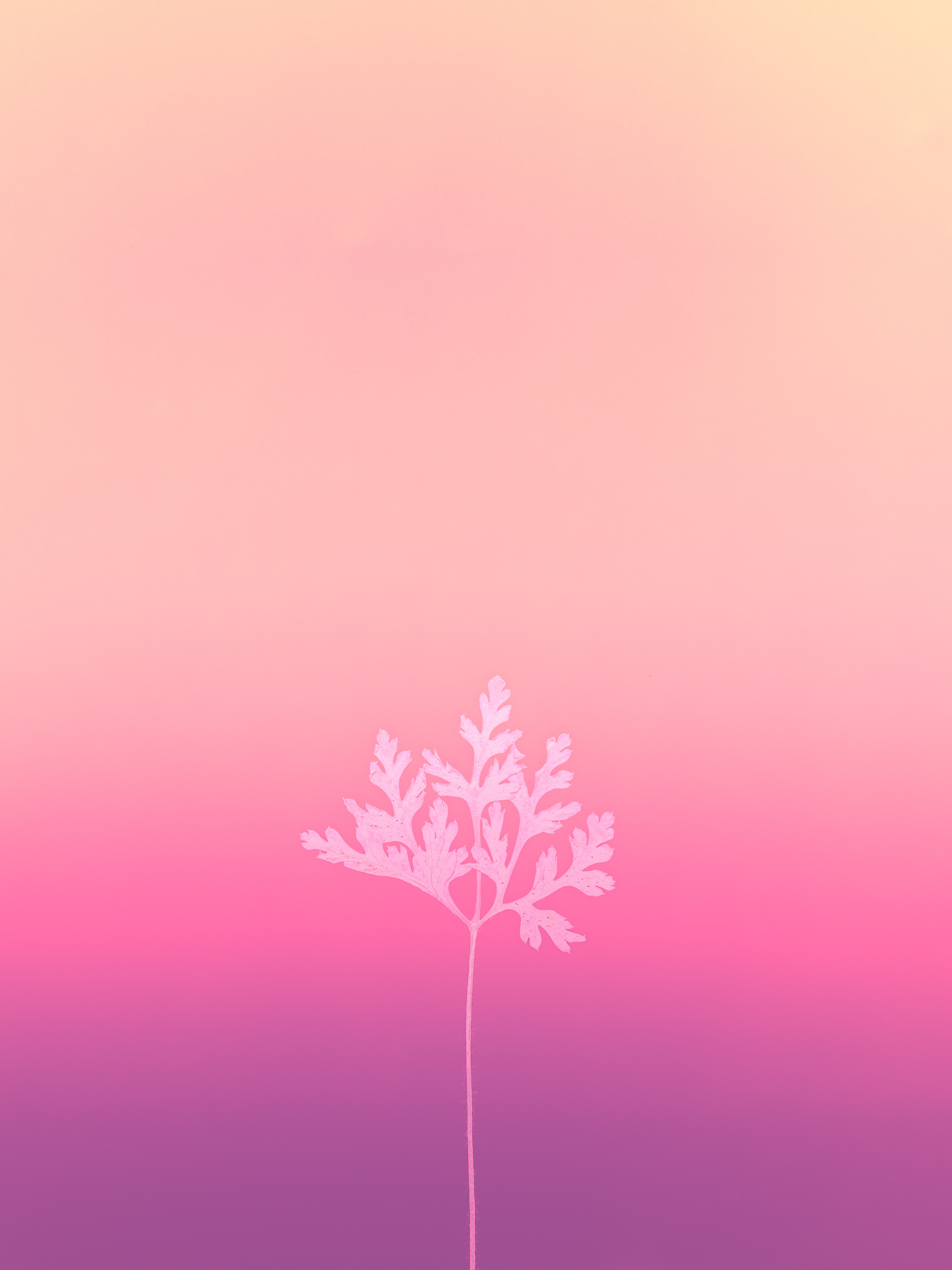 Pink Gradient Wallpapers