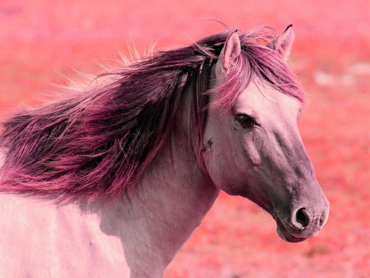 Pink Horse Wallpapers