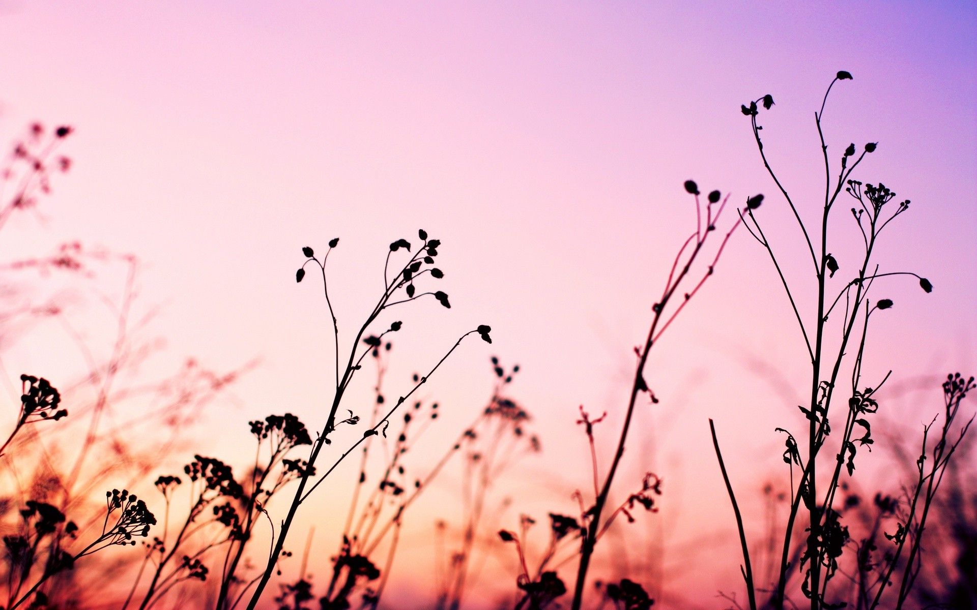 Pink Landscape Wallpapers