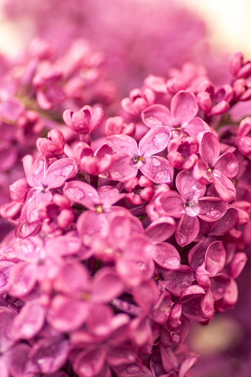 Pink Lilac Flower Wallpapers