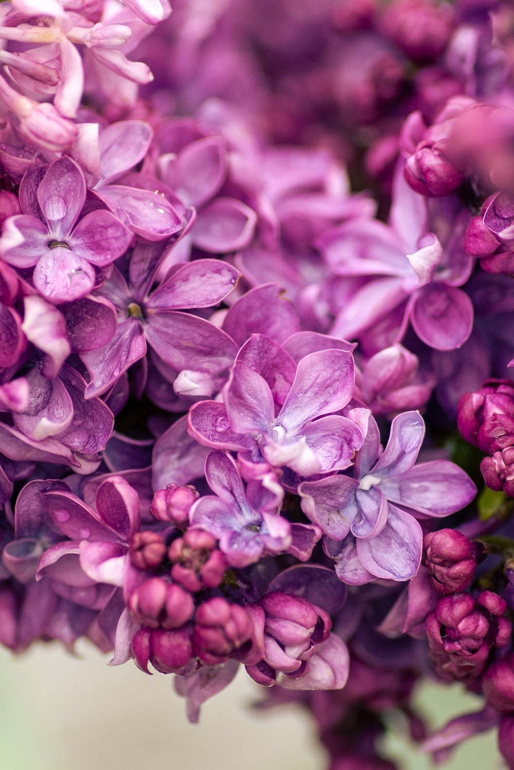 Pink Lilac Flower Wallpapers