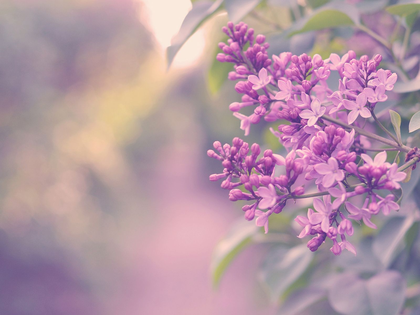 Pink Lilac Flower Wallpapers