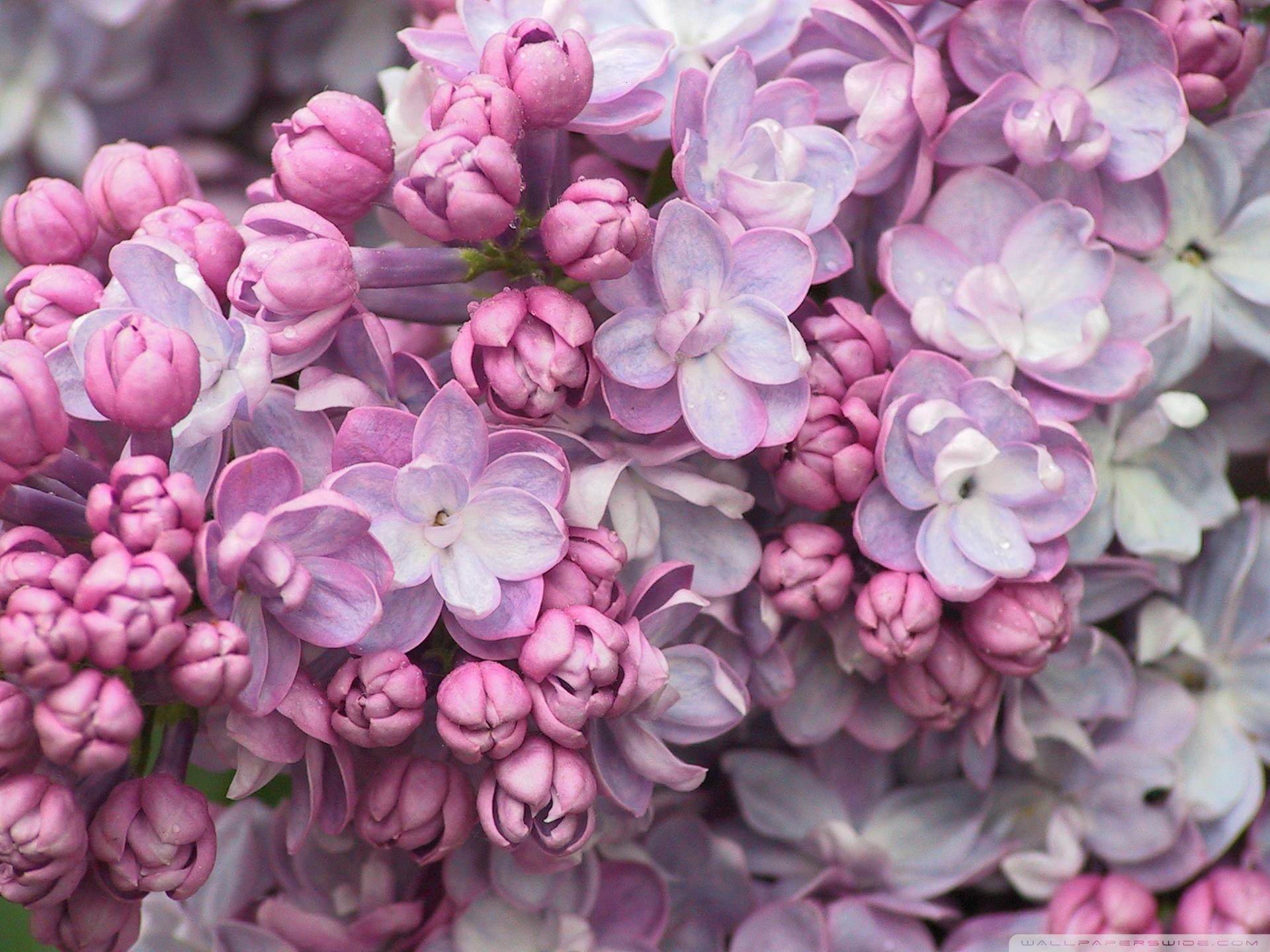 Pink Lilac Flower Wallpapers