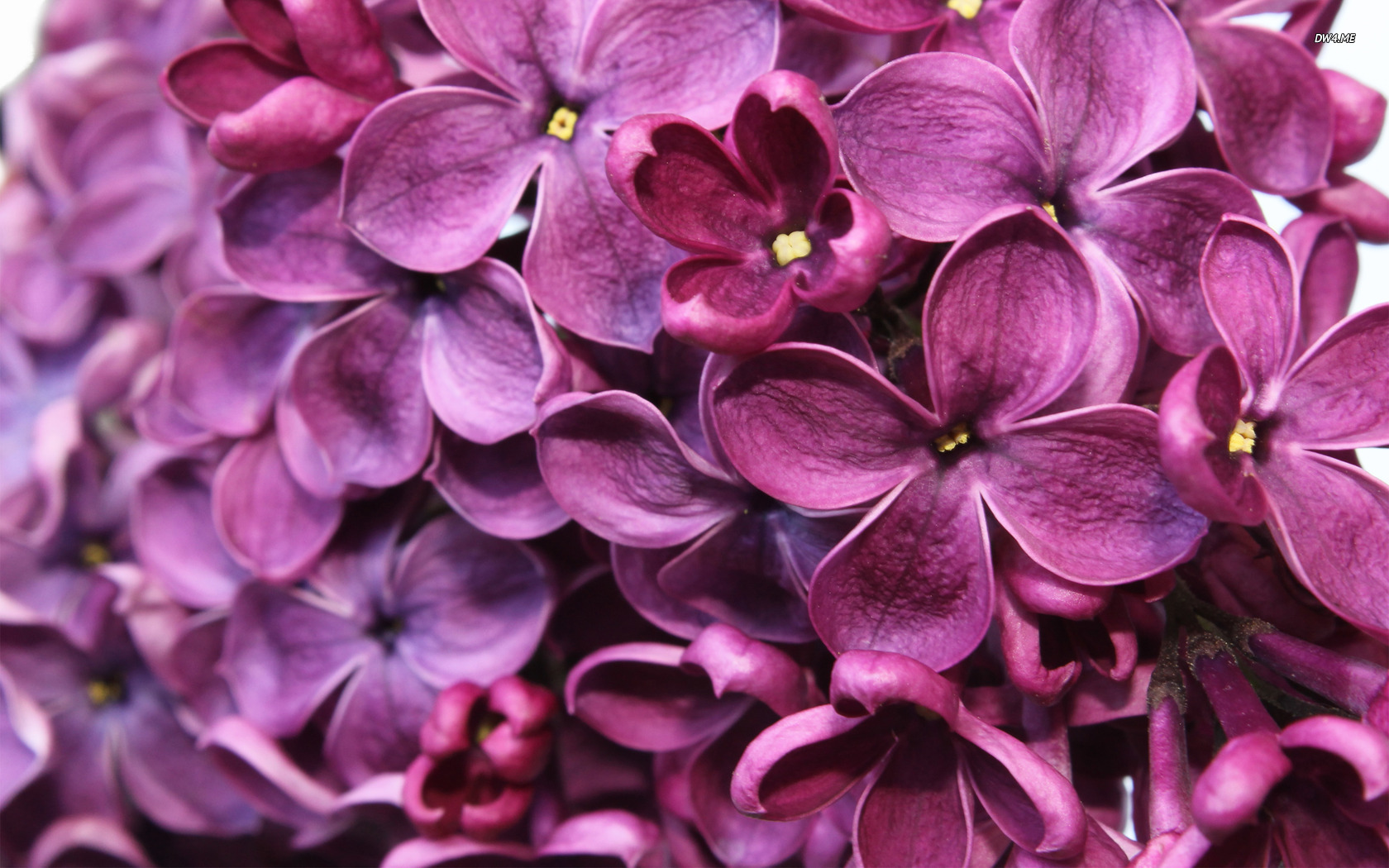 Pink Lilac Flower Wallpapers