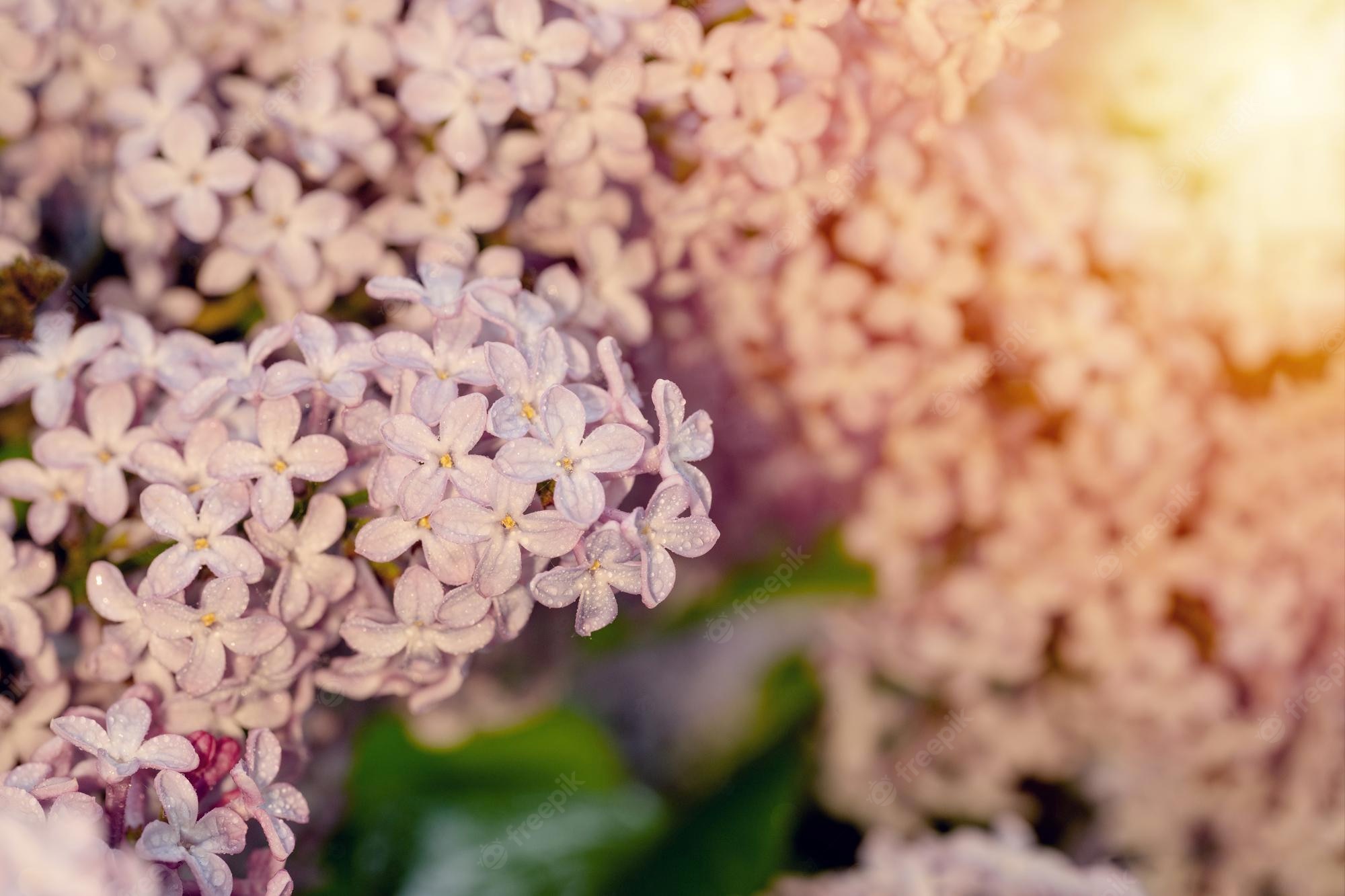 Pink Lilac Flower Wallpapers