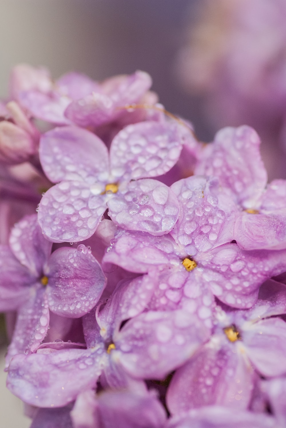 Pink Lilac Flower Wallpapers