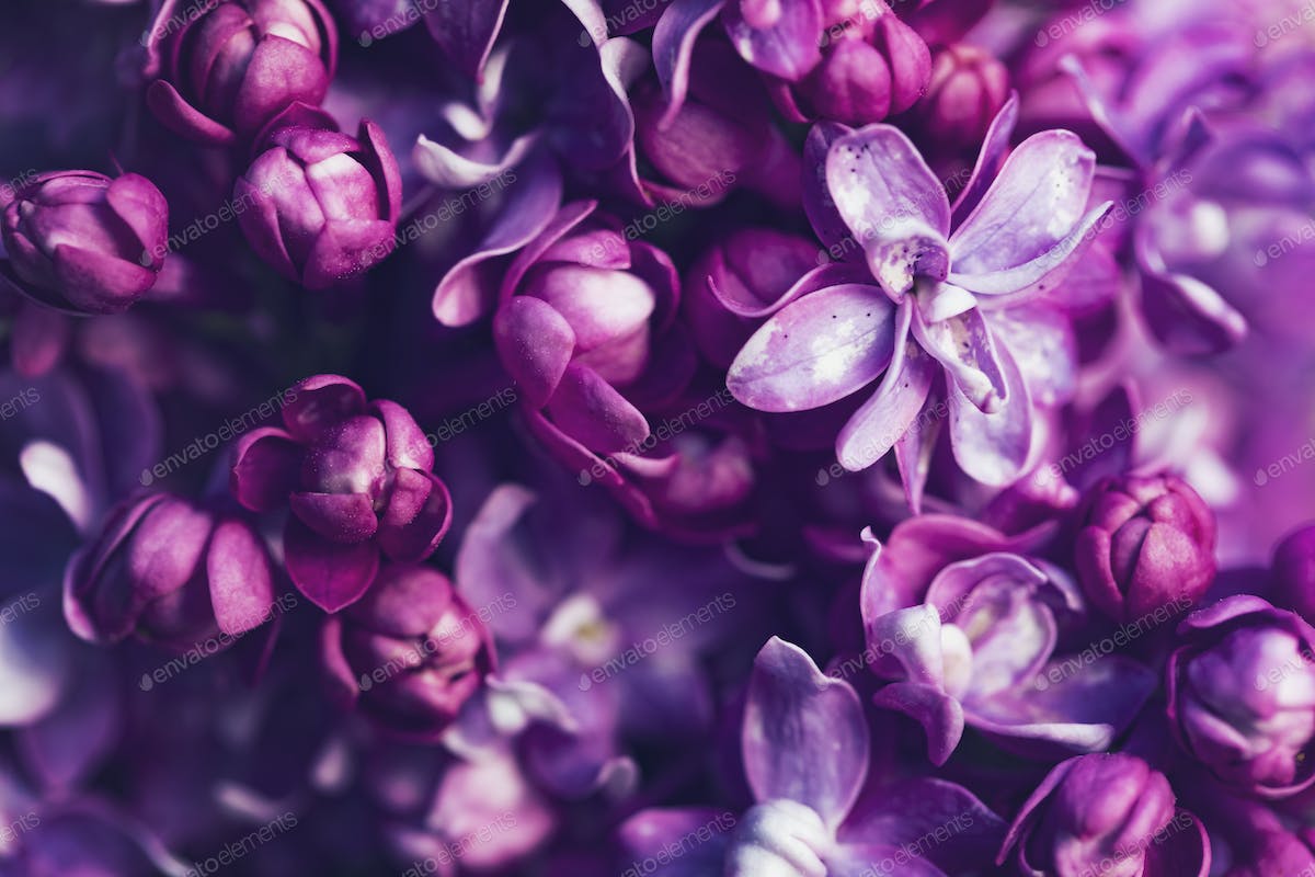 Pink Lilac Flower Wallpapers