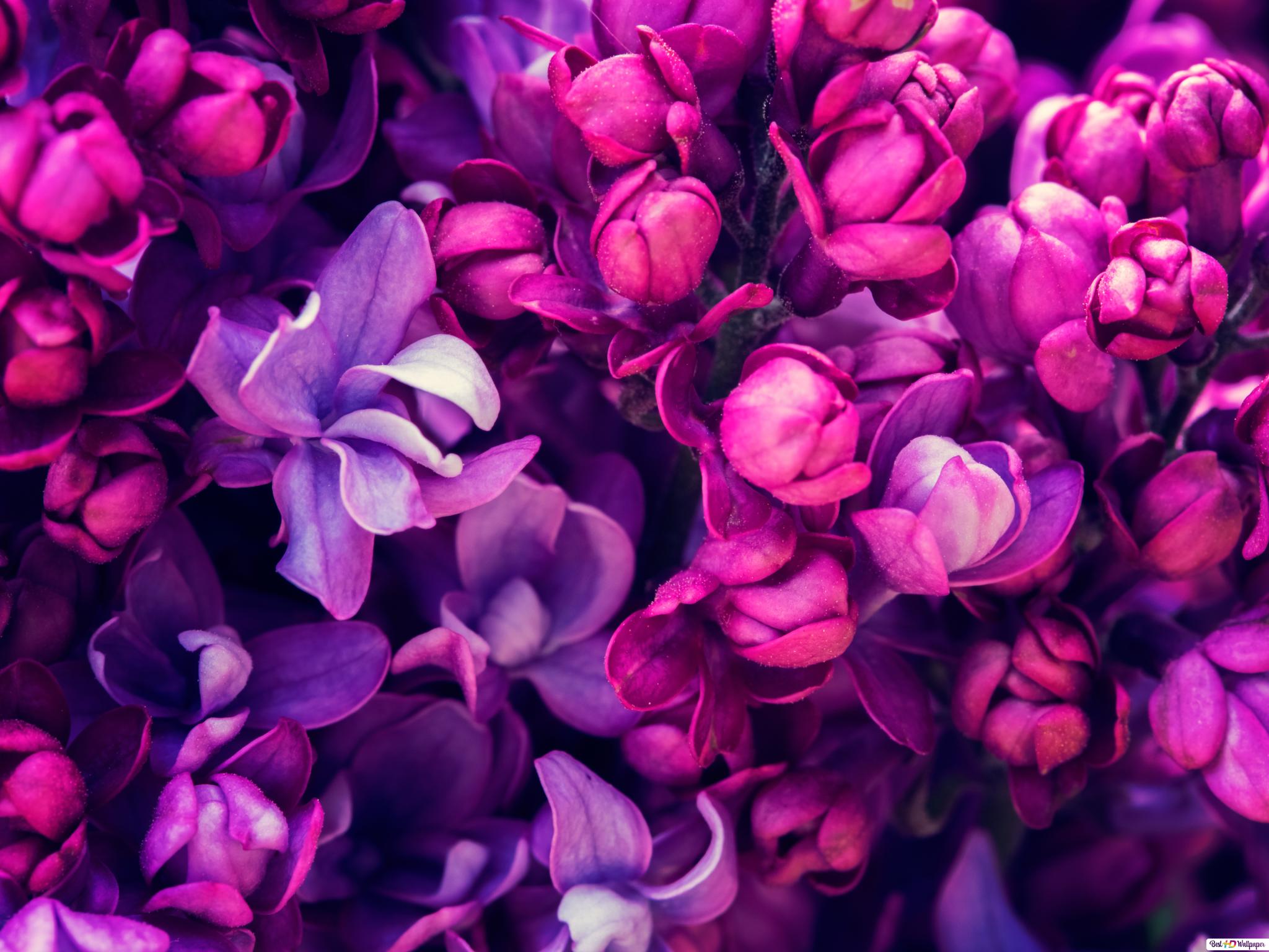 Pink Lilac Flower Wallpapers