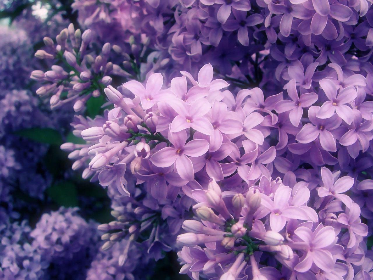 Pink Lilac Flower Wallpapers