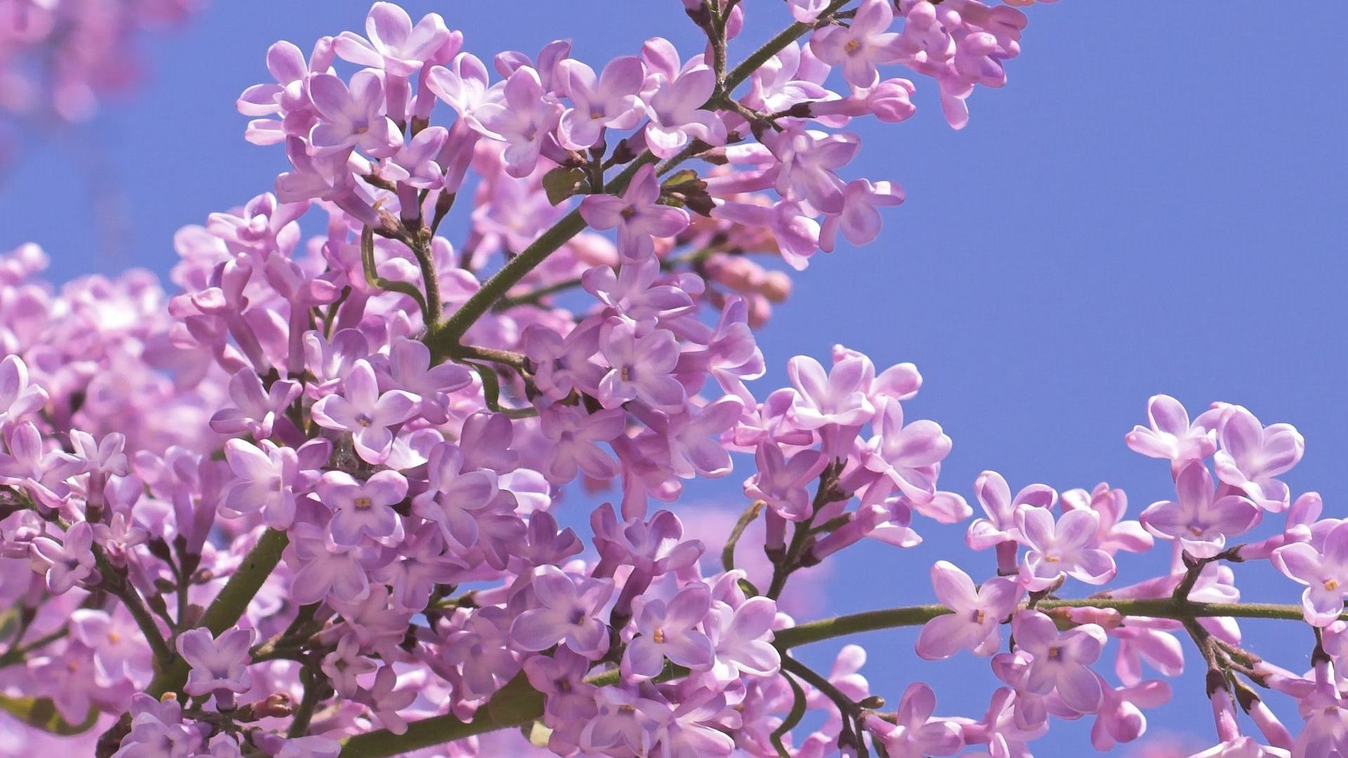 Pink Lilac Flower Wallpapers