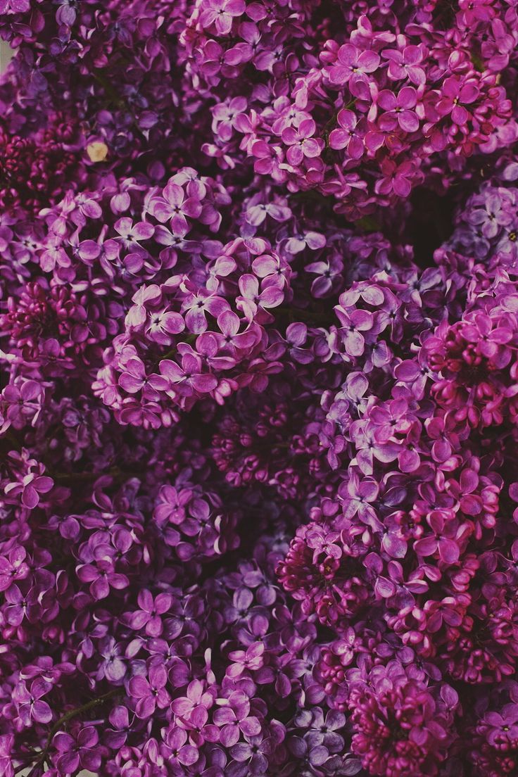 Pink Lilac Flower Wallpapers