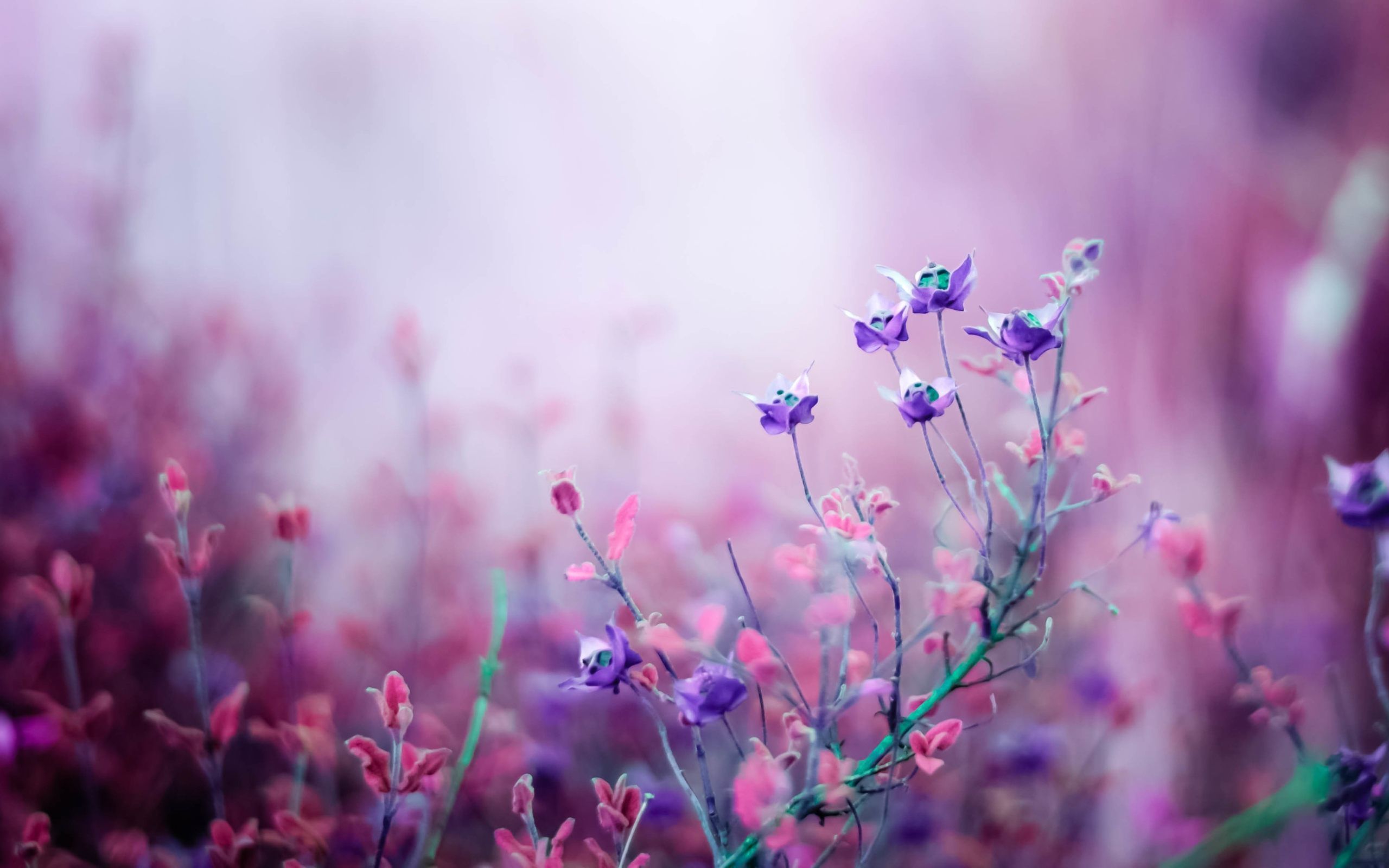 Pink Lilac Flower Wallpapers