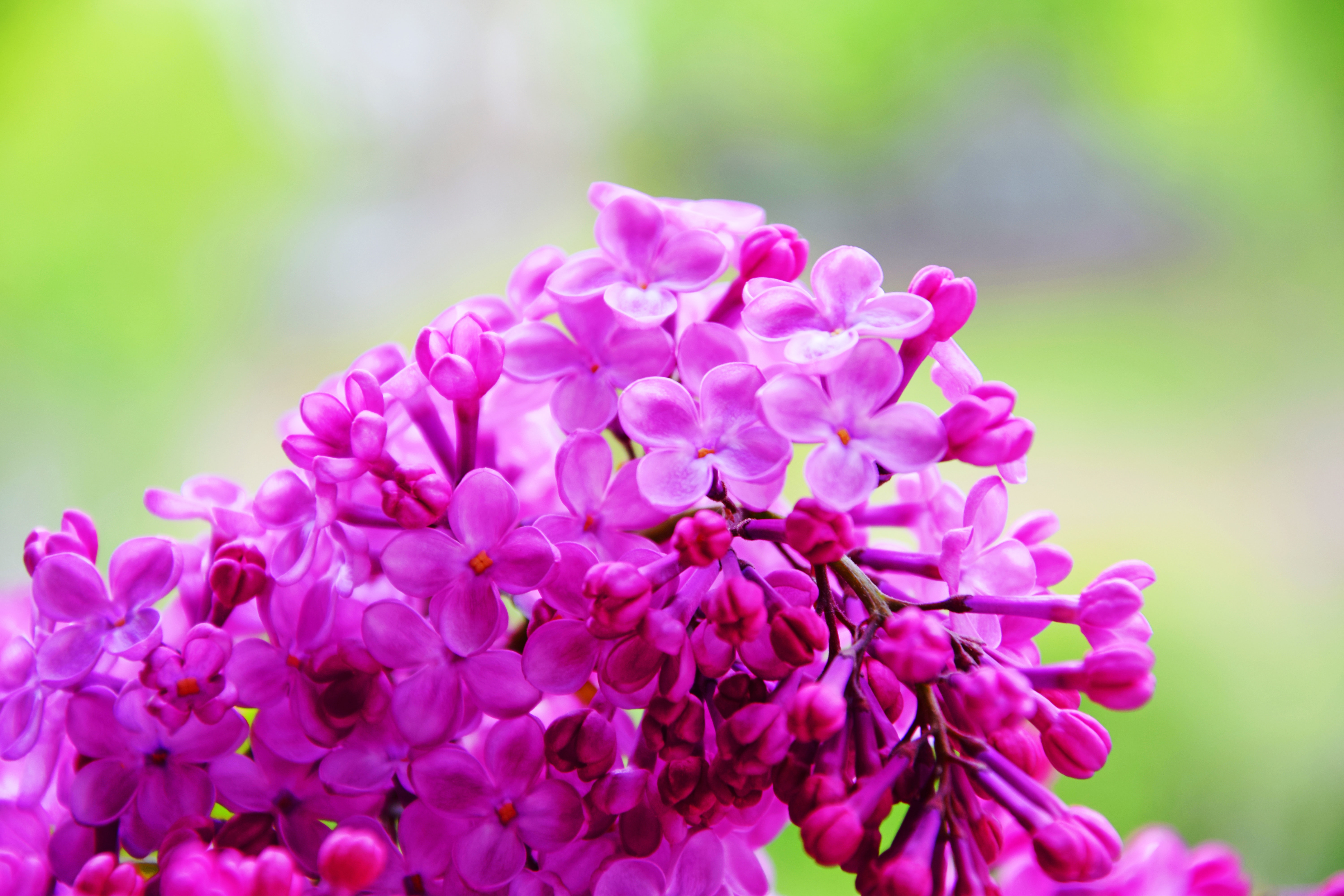 Pink Lilac Flower Wallpapers