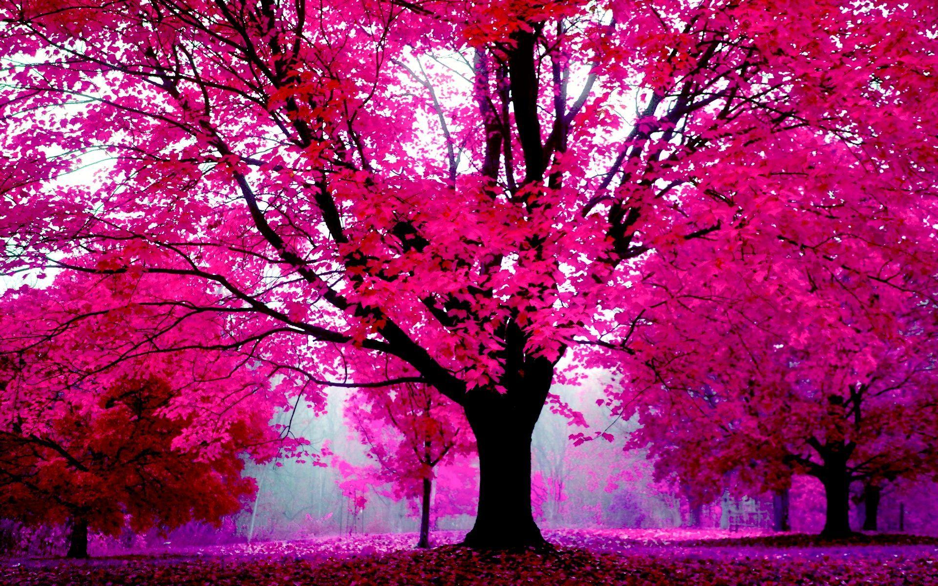 Pink Nature Wallpapers