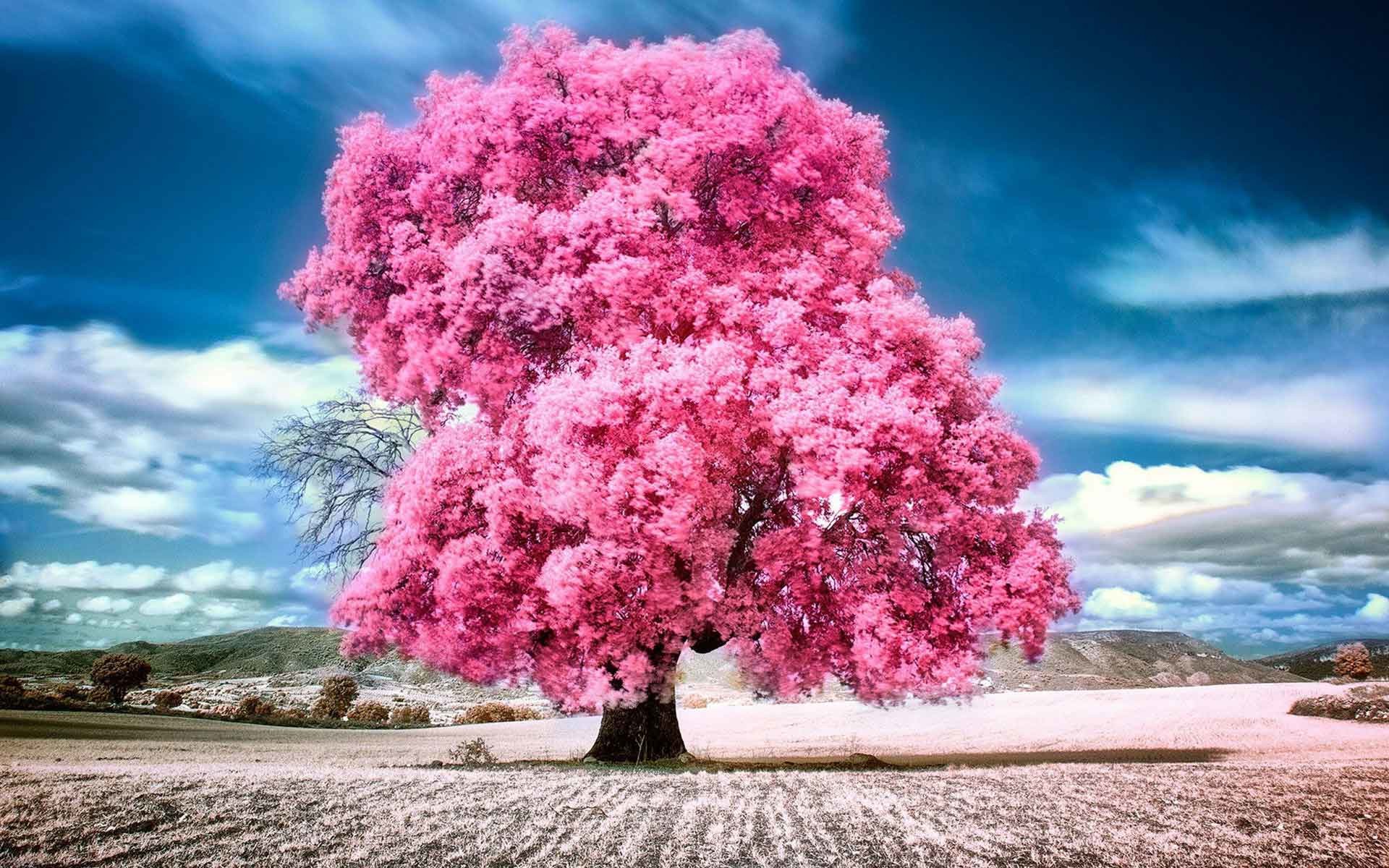 Pink Nature Wallpapers