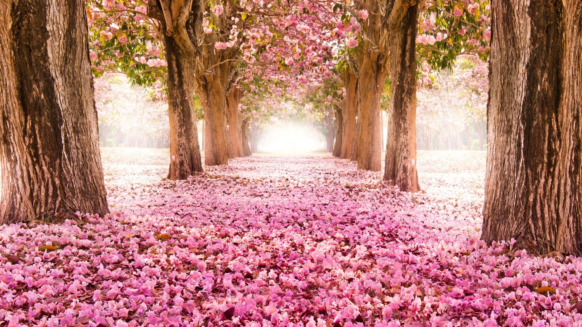 Pink Nature Wallpapers