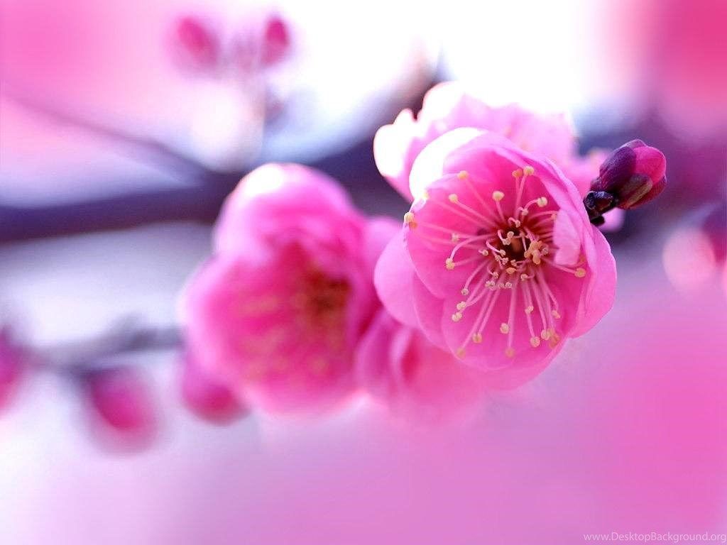 Pink Nature Wallpapers