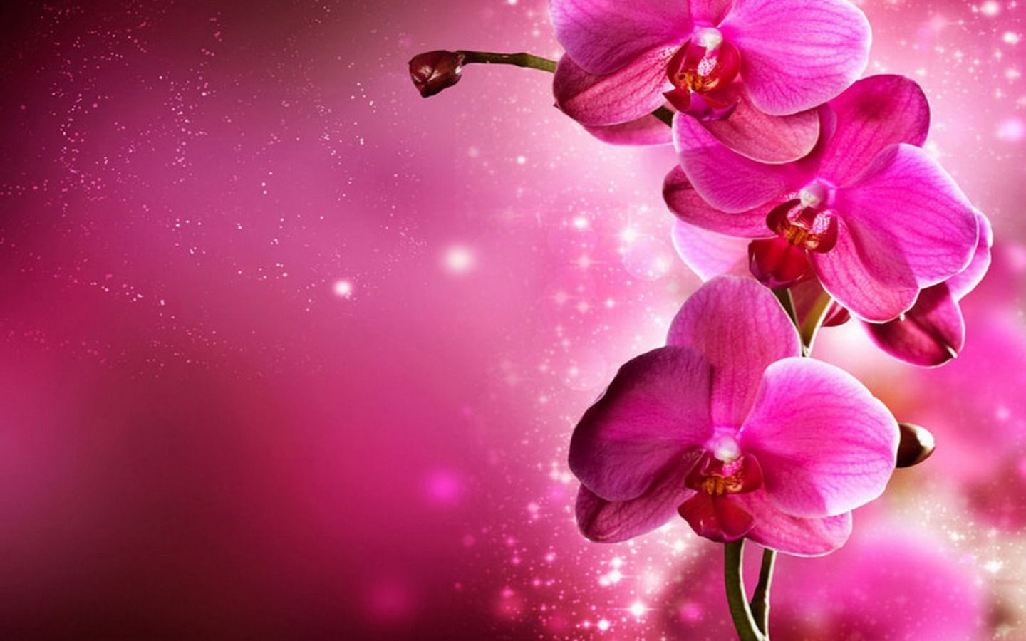 Pink Orchid Wallpapers