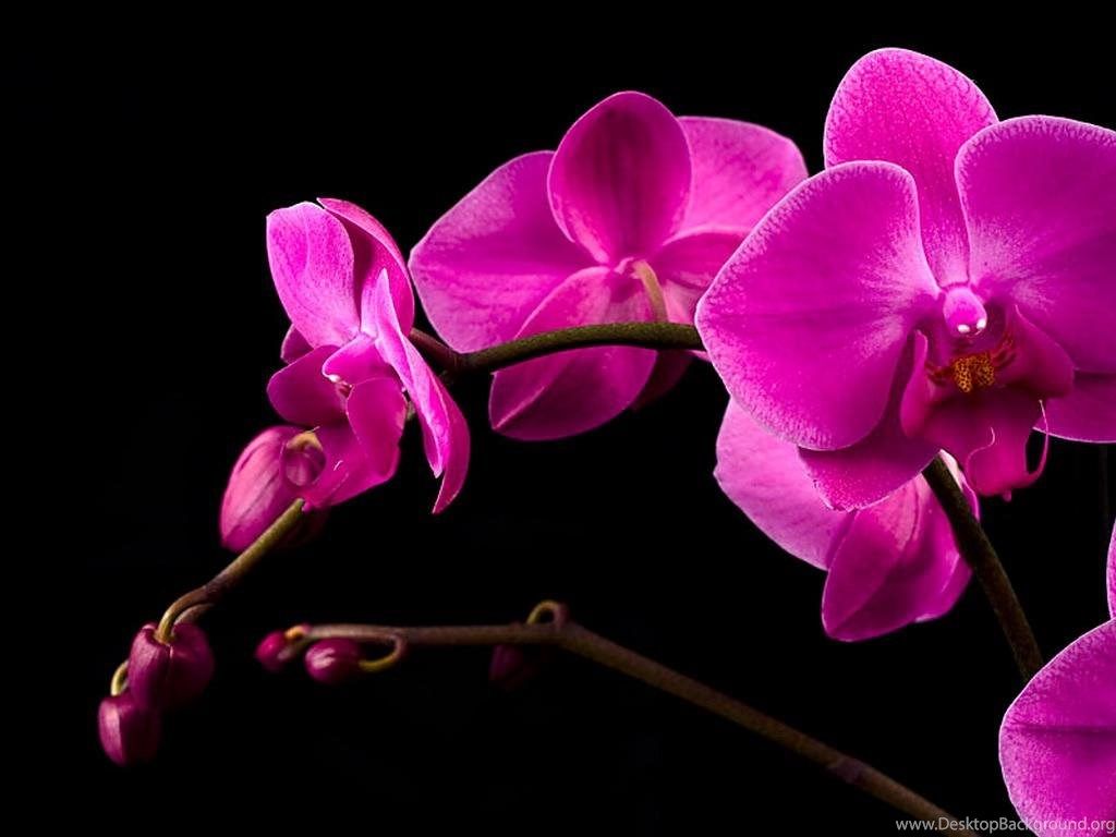 Pink Orchid Wallpapers