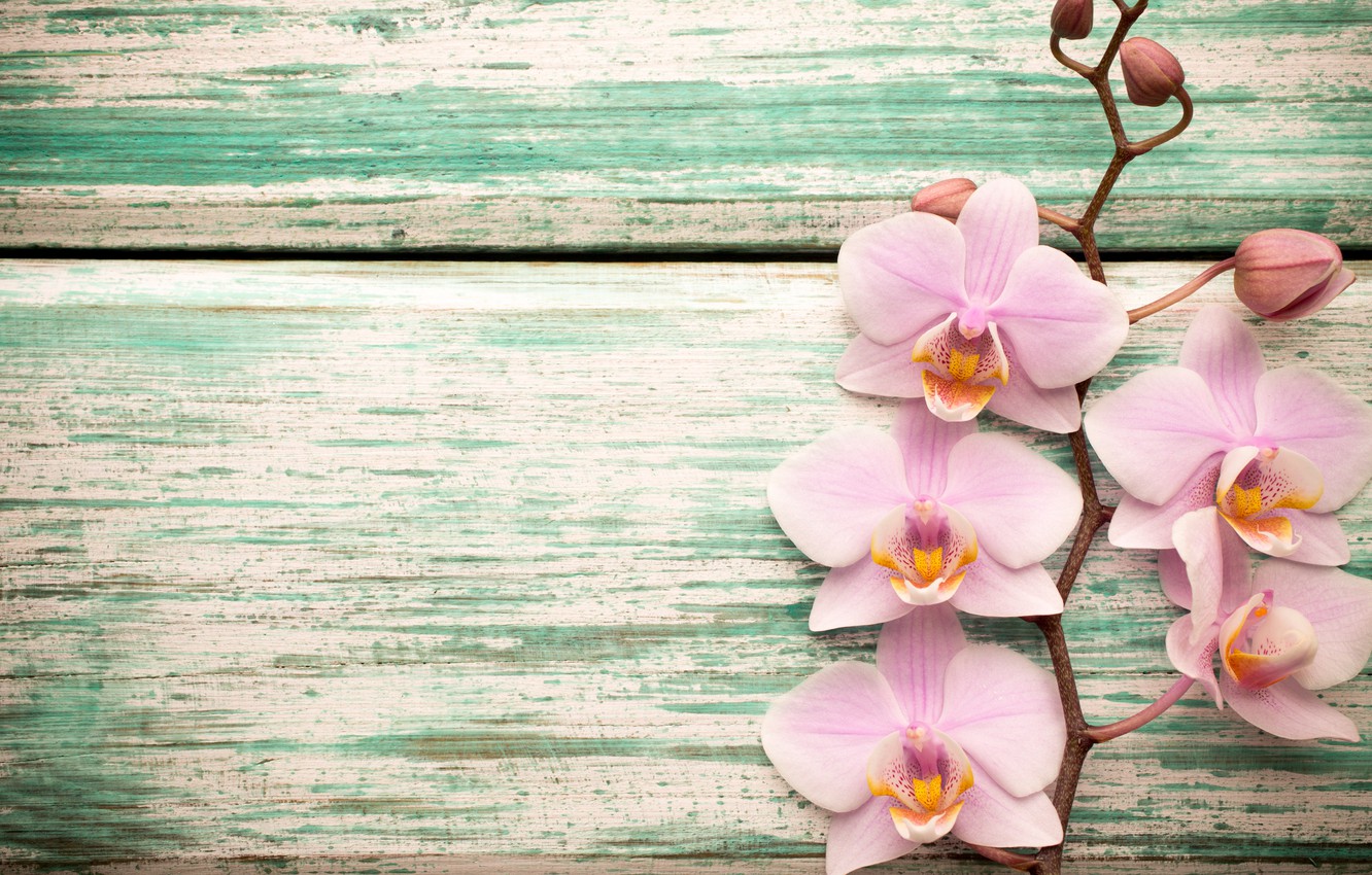 Pink Orchid Wallpapers