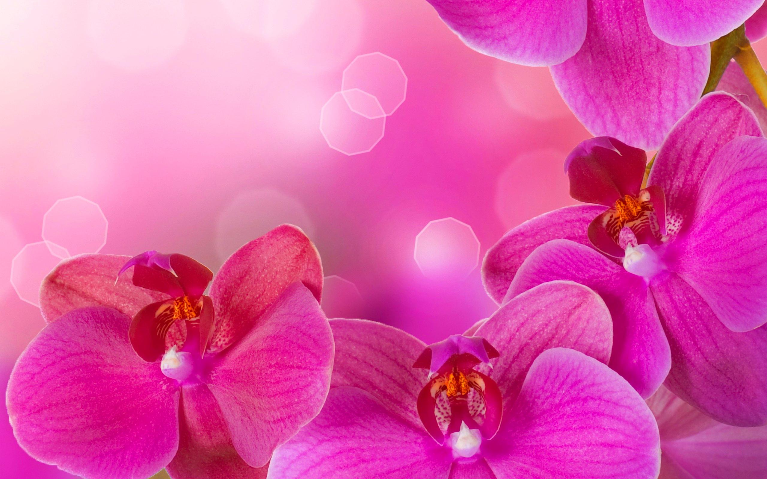 Pink Orchid Wallpapers
