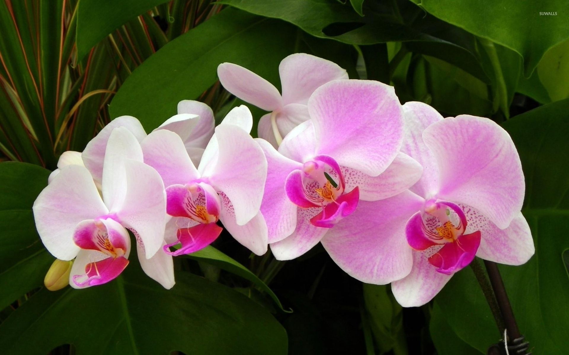 Pink Orchid Wallpapers