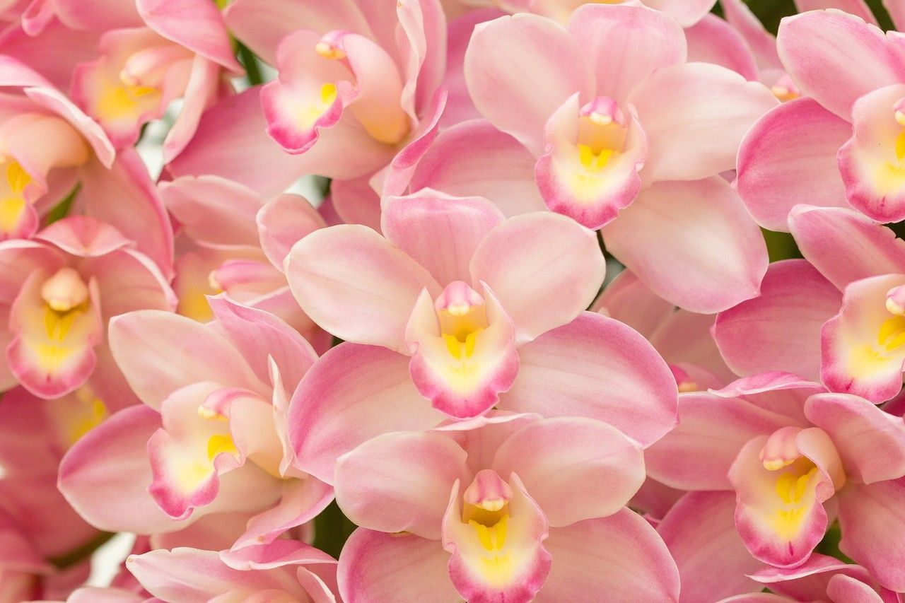 Pink Orchid Wallpapers