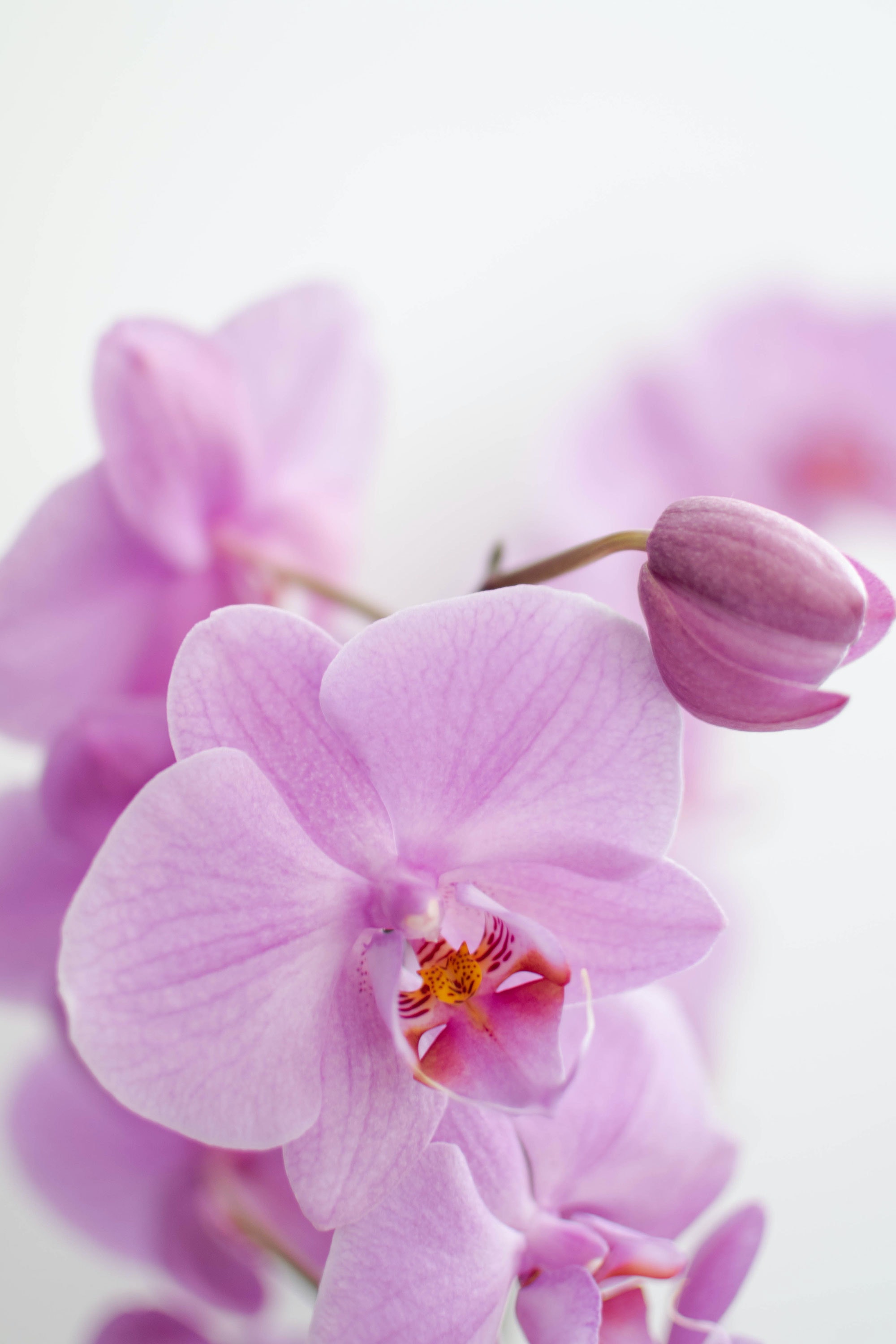 Pink Orchid Wallpapers