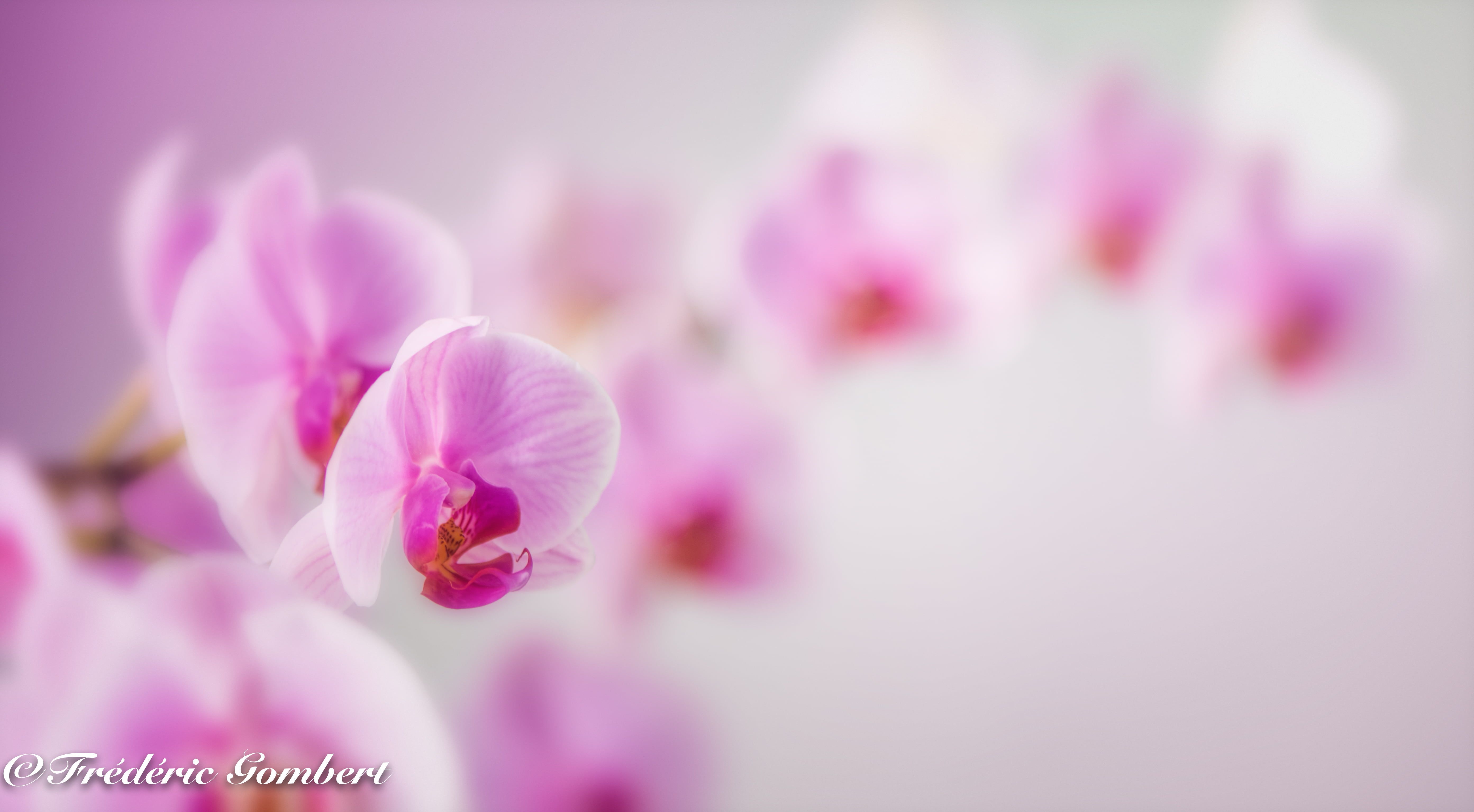 Pink Orchid Flower Wallpapers