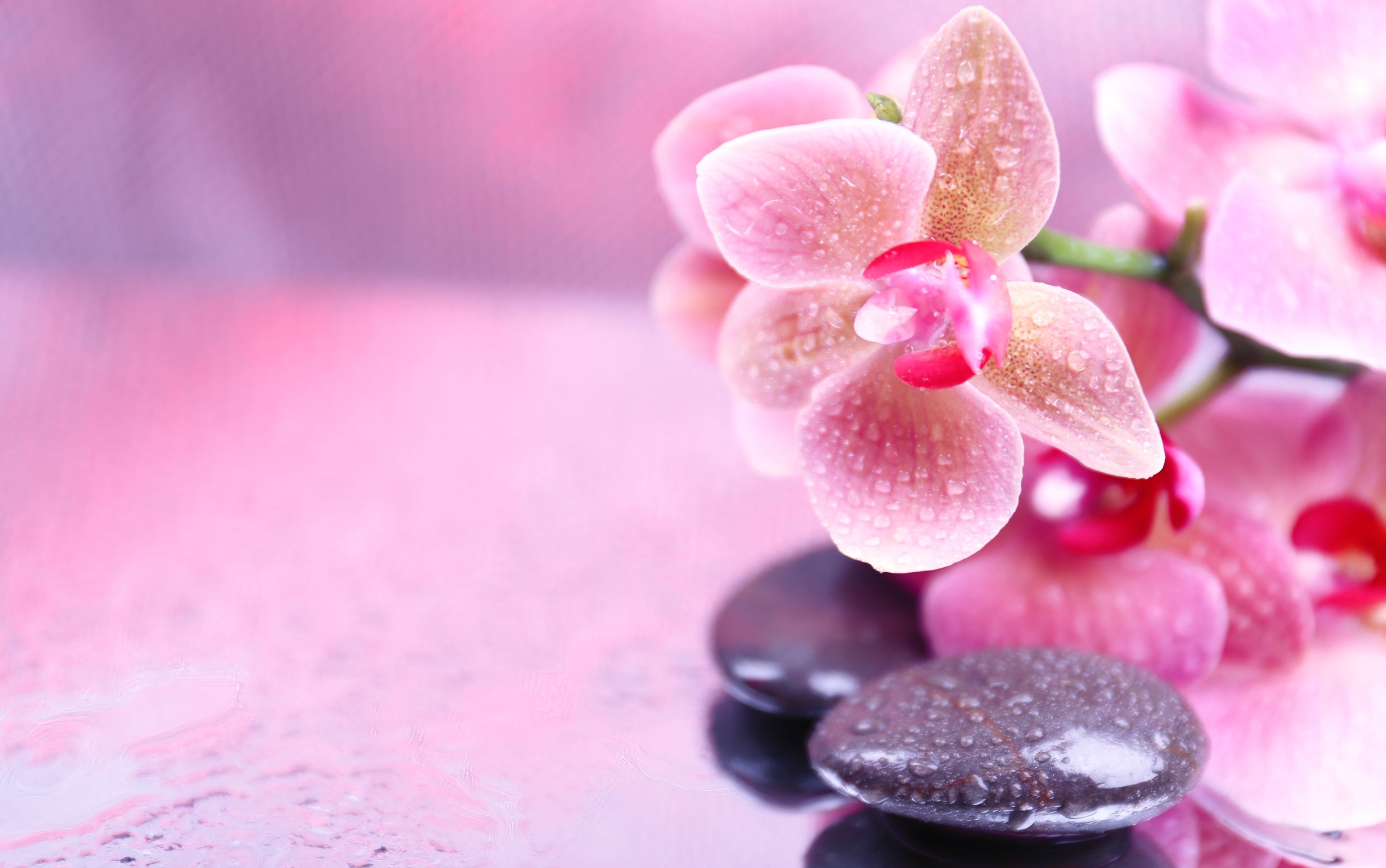 Pink Orchid Flower Wallpapers