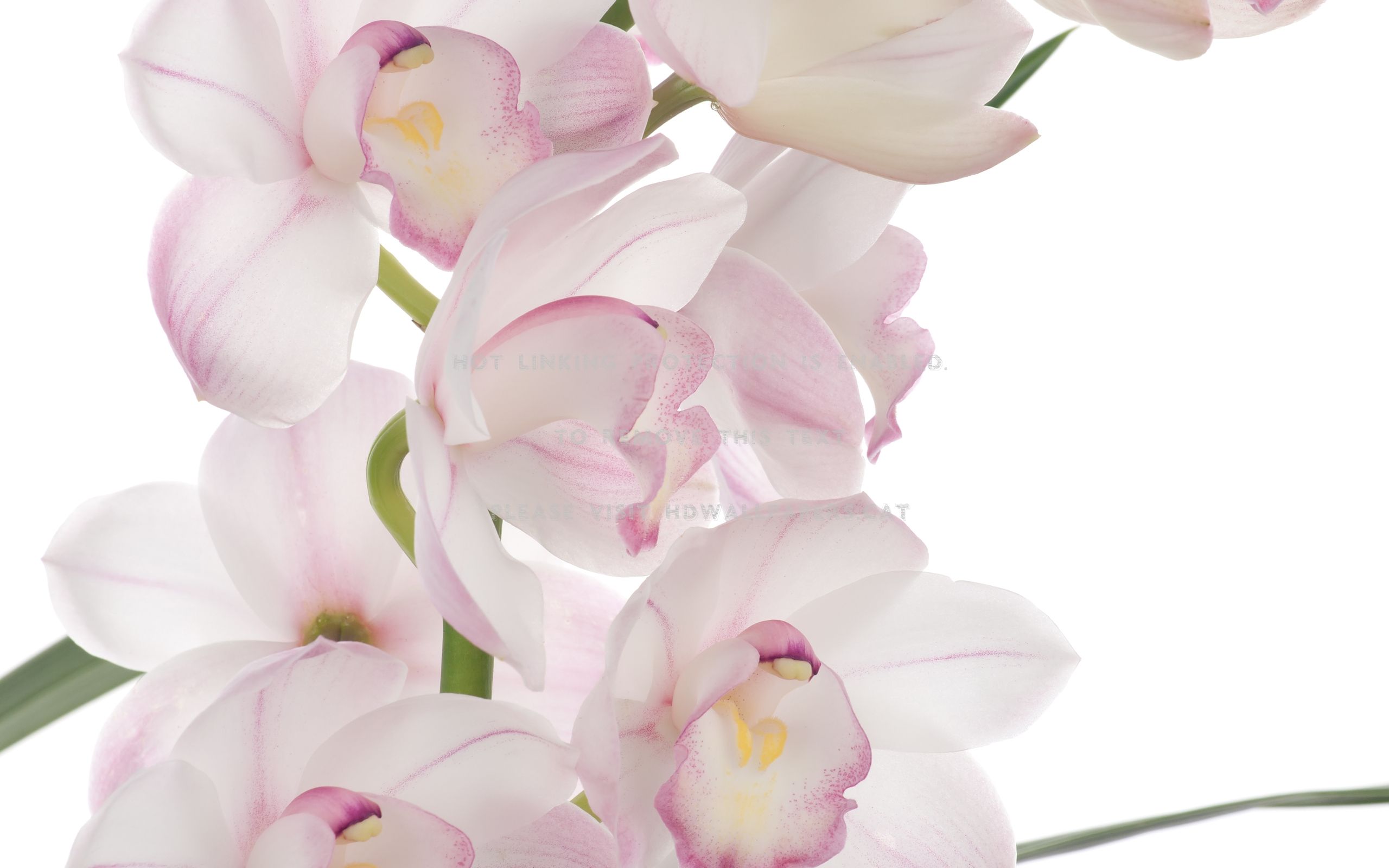 Pink Orchid Flower Wallpapers