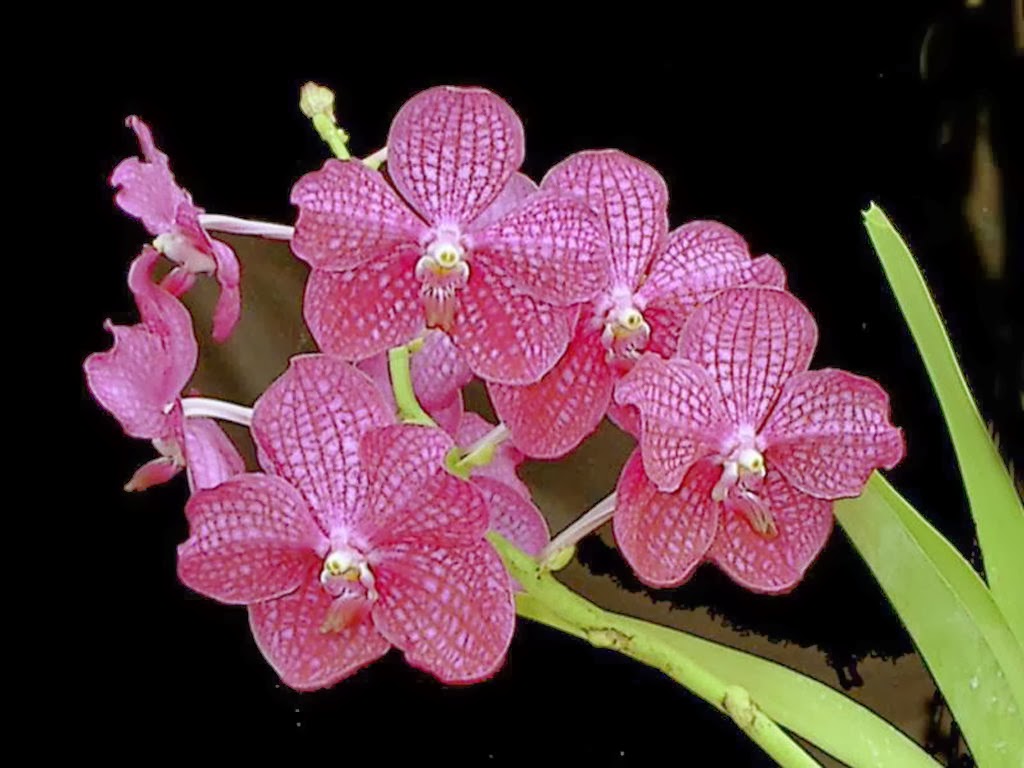 Pink Orchid Flower Wallpapers