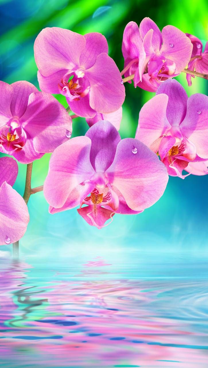 Pink Orchid Flower Wallpapers