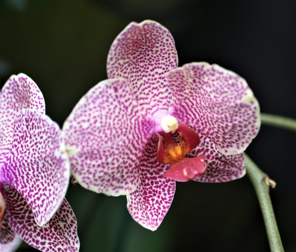 Pink Orchid Flower Wallpapers