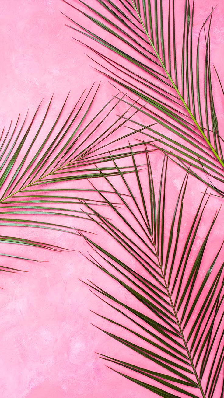 Pink Palm Wallpapers