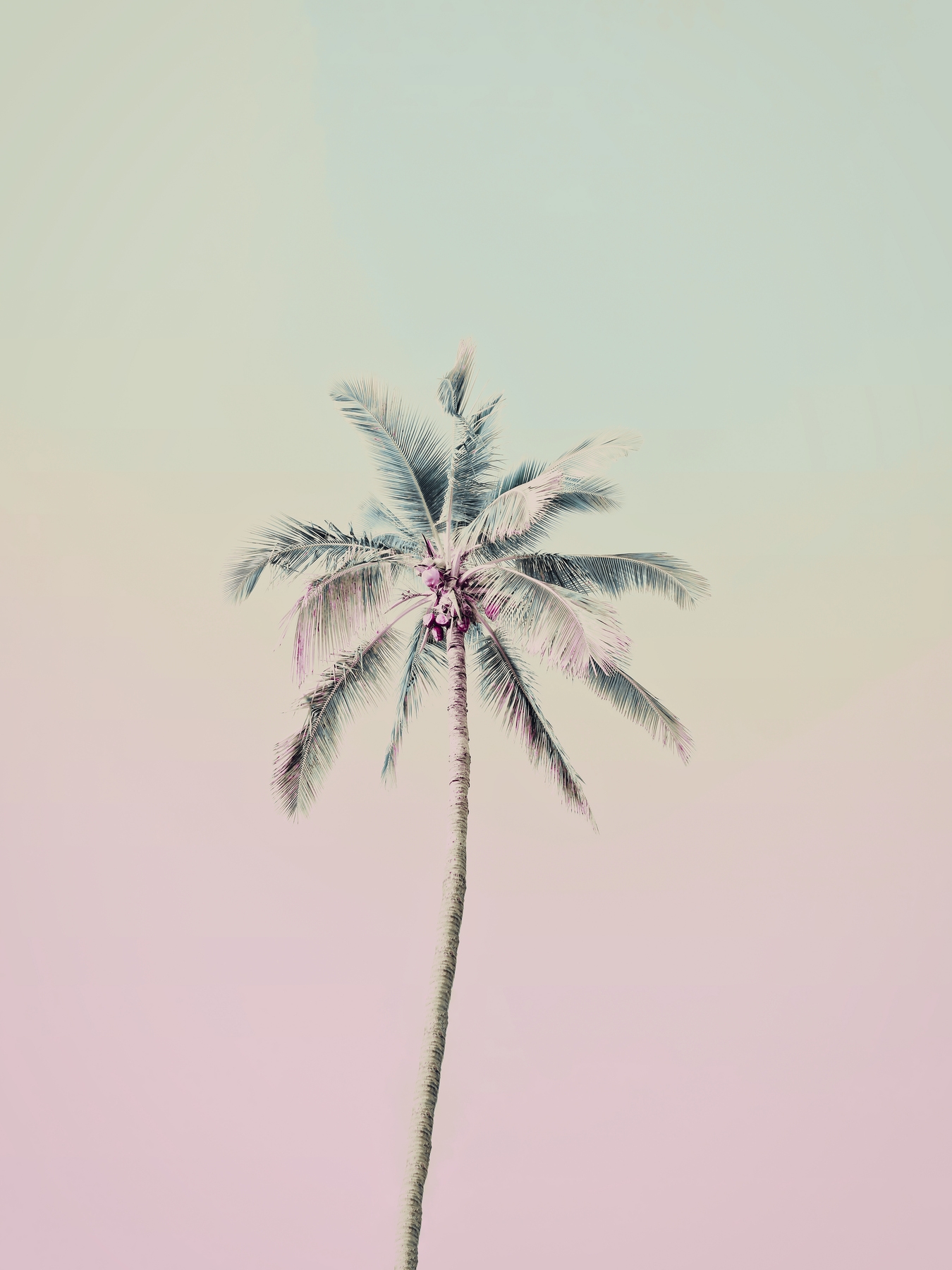 Pink Palm Tree Wallpapers