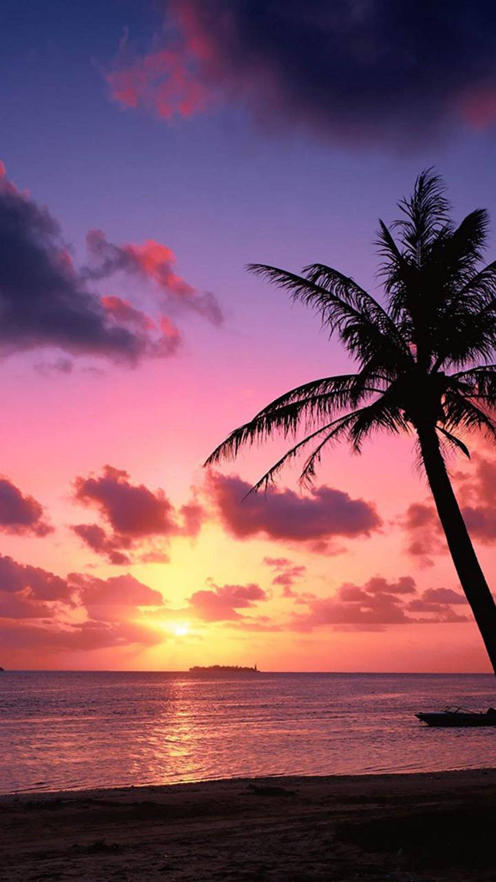 Pink Palm Tree Wallpapers