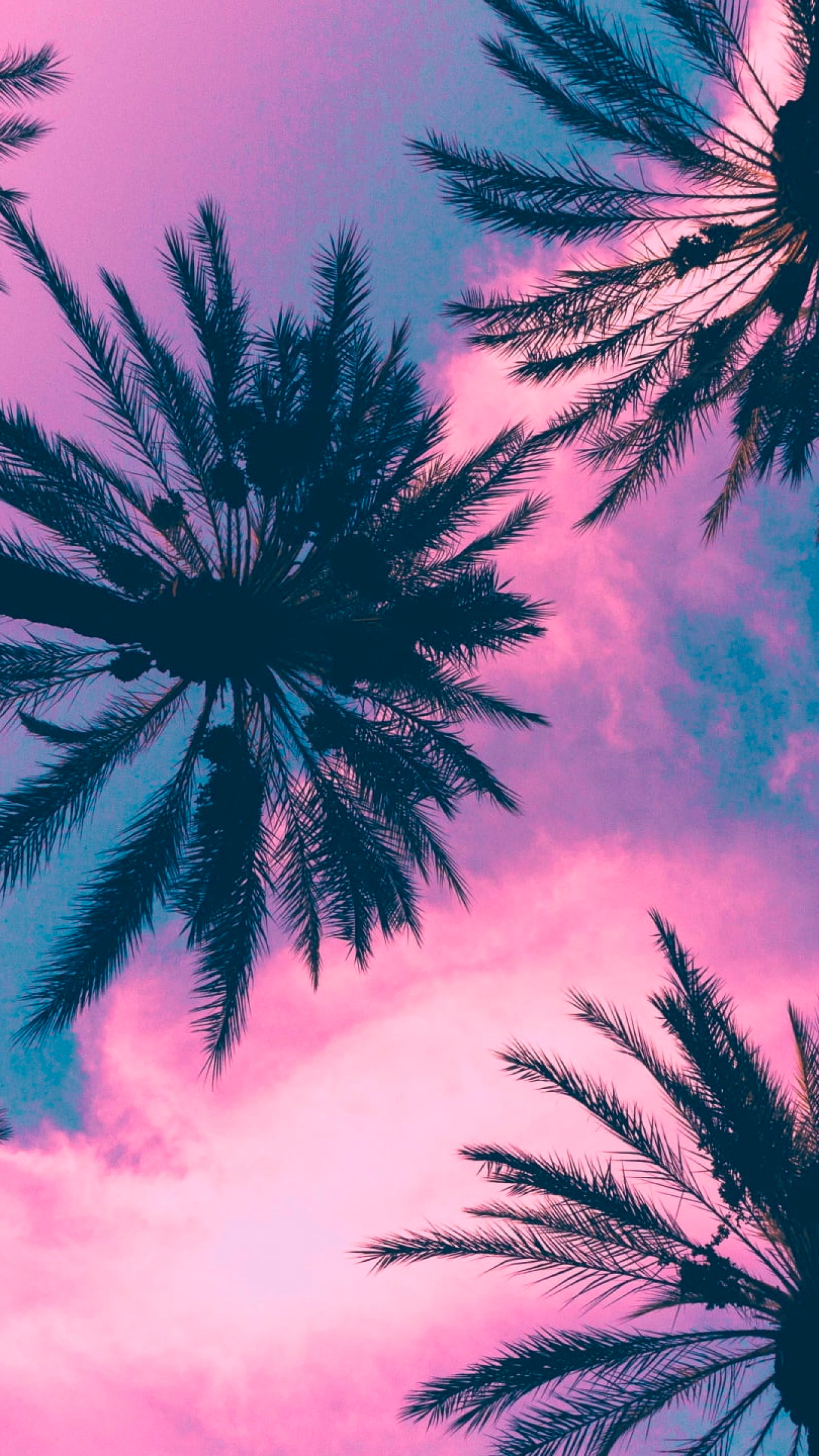 Pink Palm Tree Wallpapers