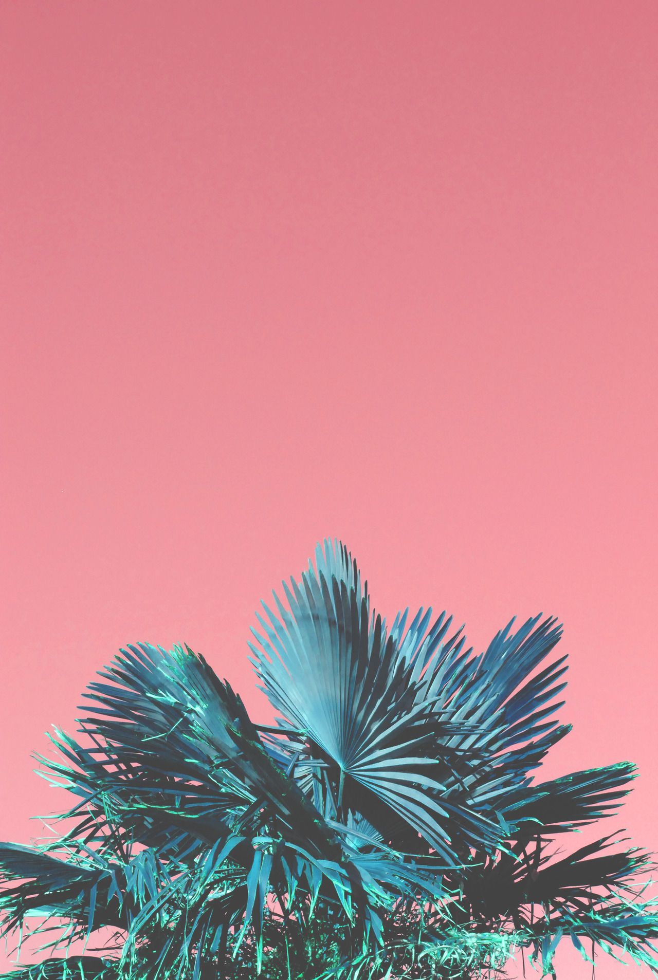 Pink Palm Tree Wallpapers